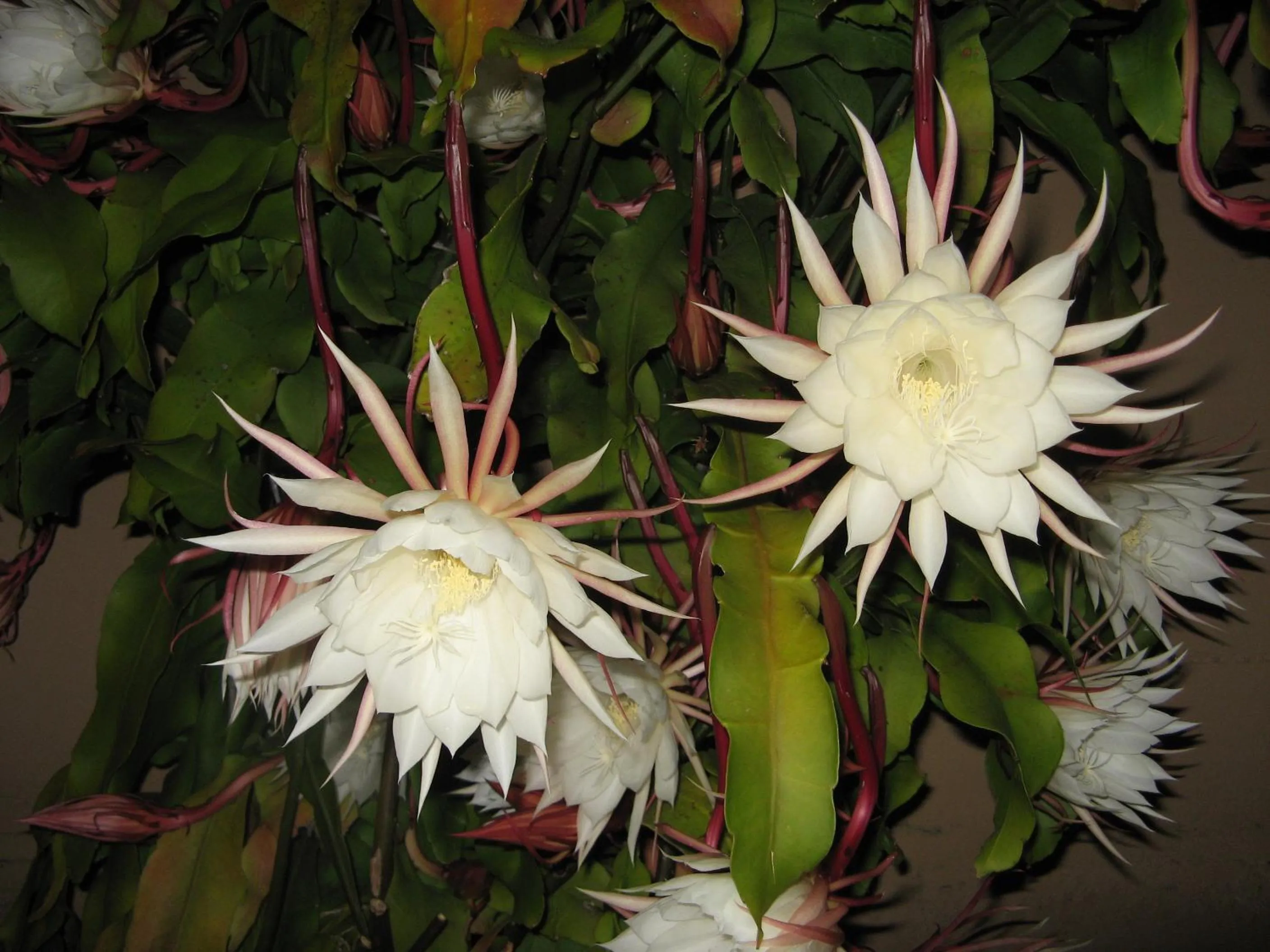 Garden in Palo Alto Lodge