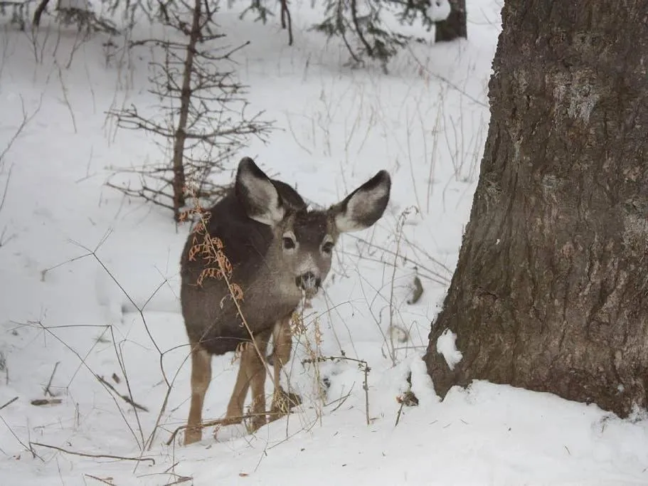 Animals in Treehouse On The Stream Sundance, Utah