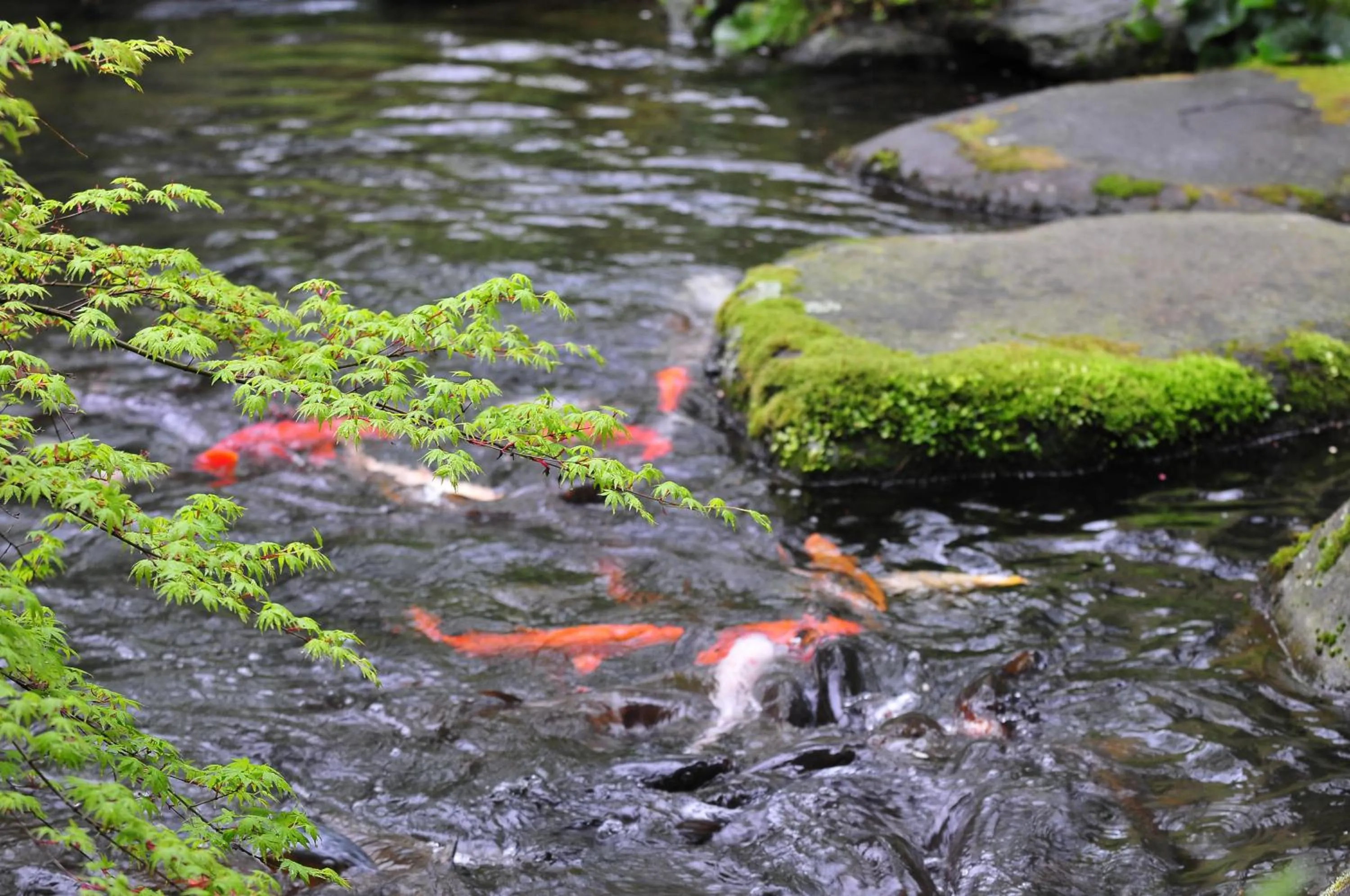 Natural landscape in Yoshiike Ryokan
