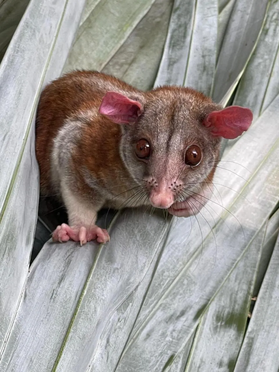Hotel Villas de la Colina