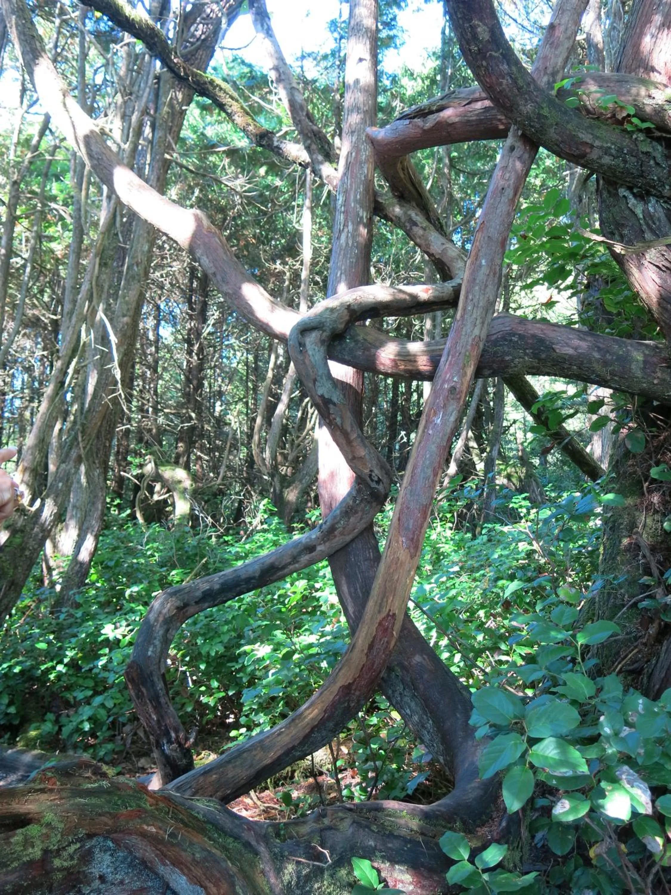 Natural landscape in A Shack In The Woods
