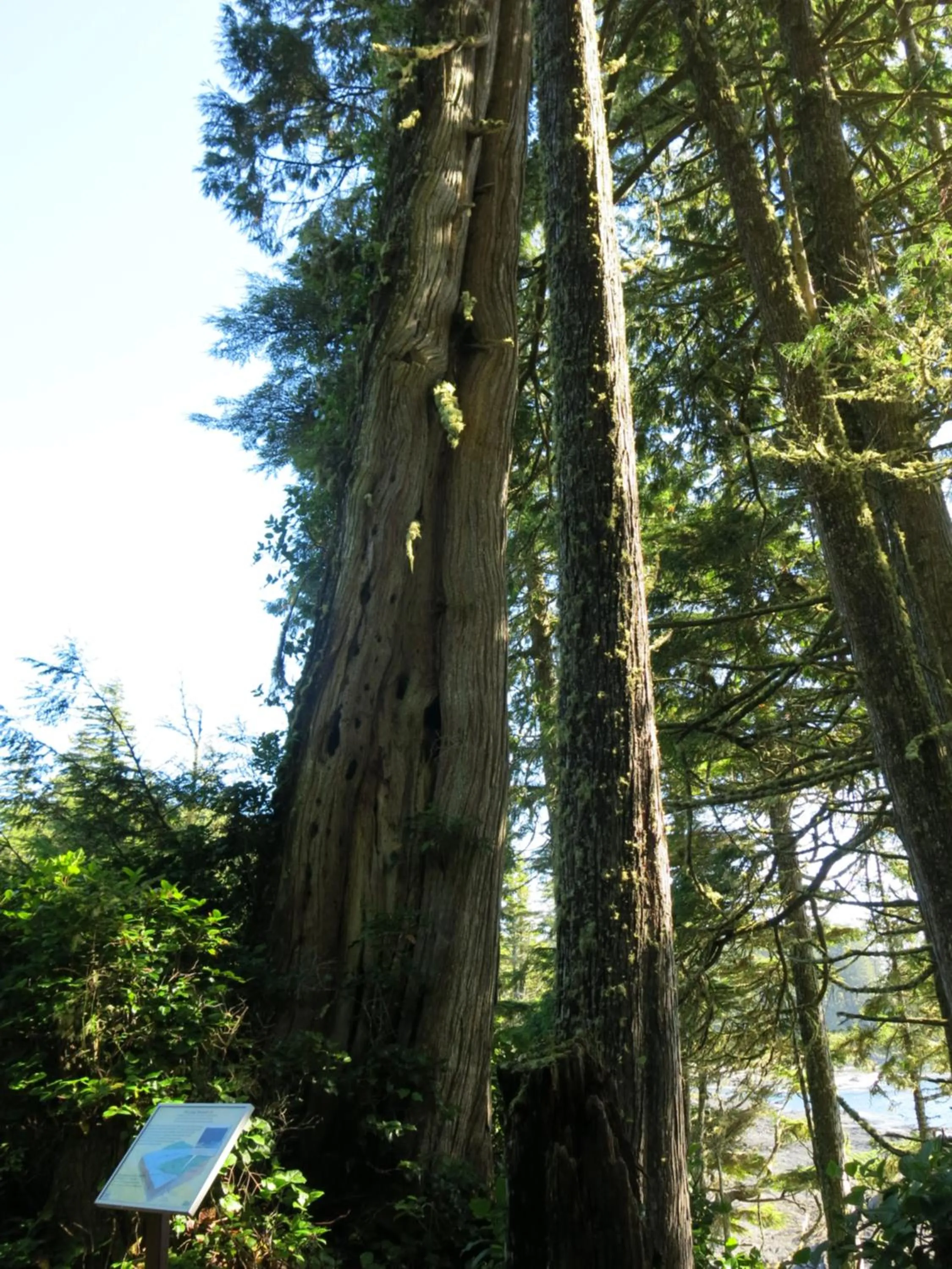 Natural landscape in A Shack In The Woods