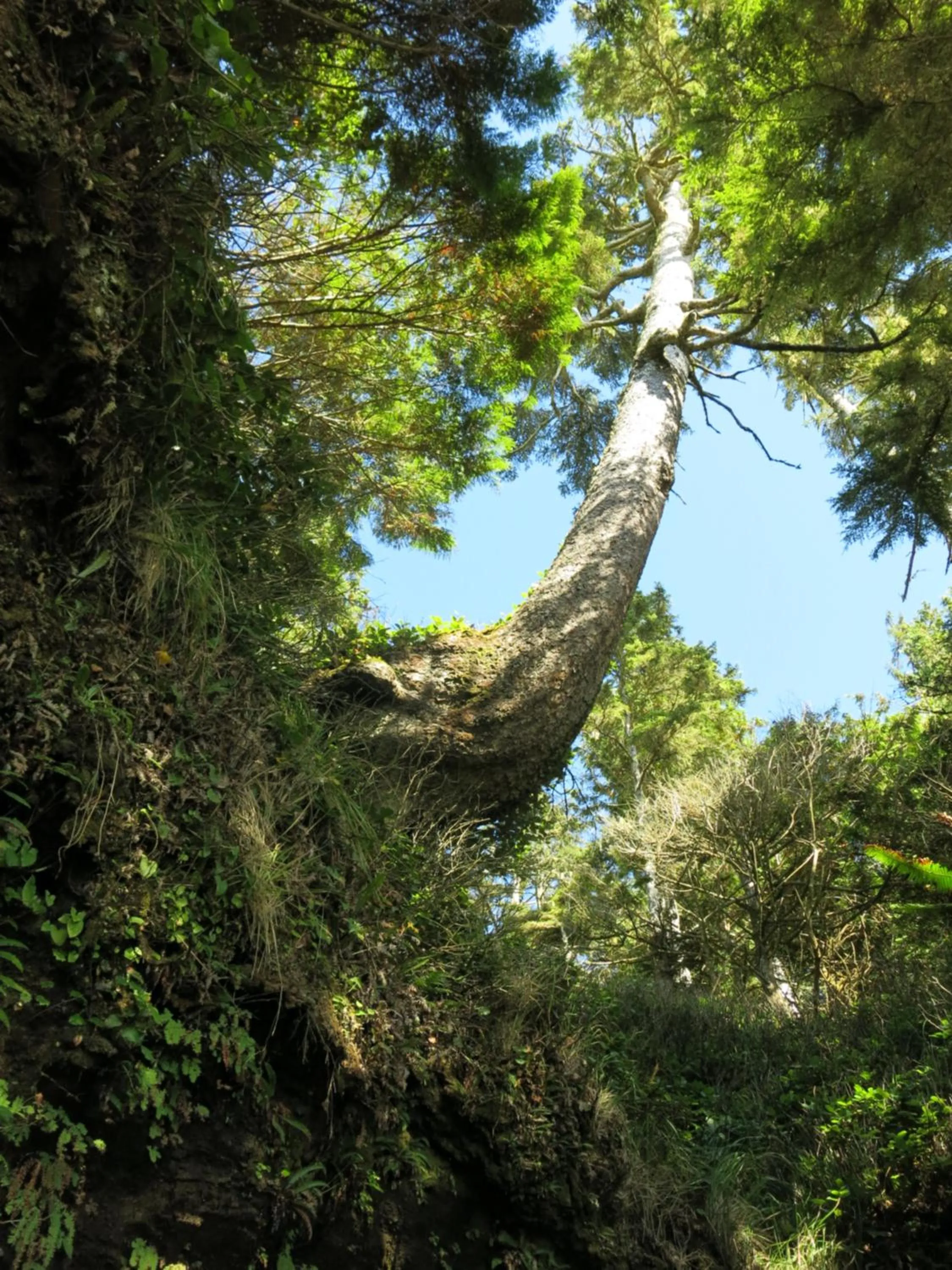 Natural landscape in A Shack In The Woods