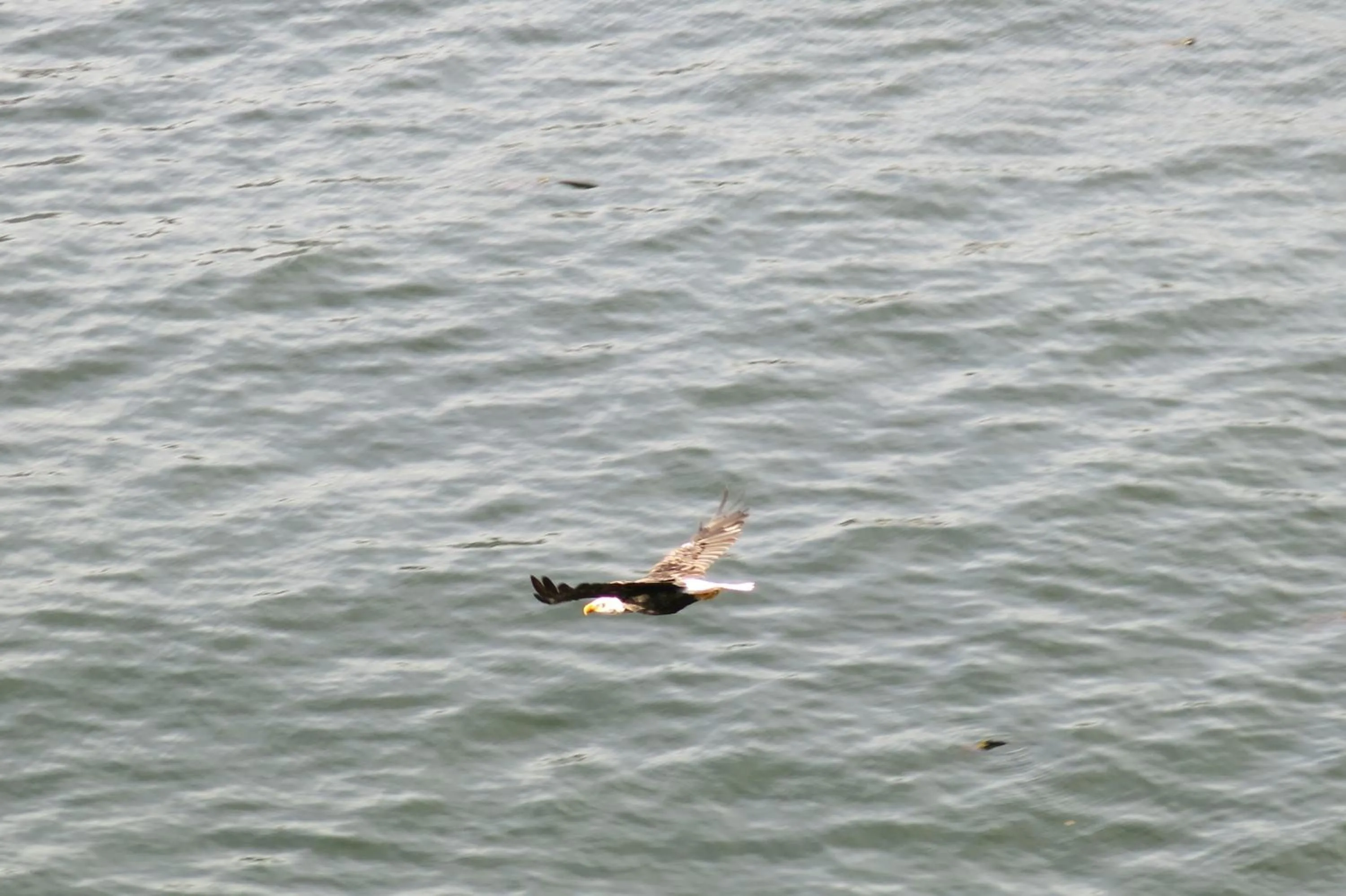 Sea view in A Shack In The Woods