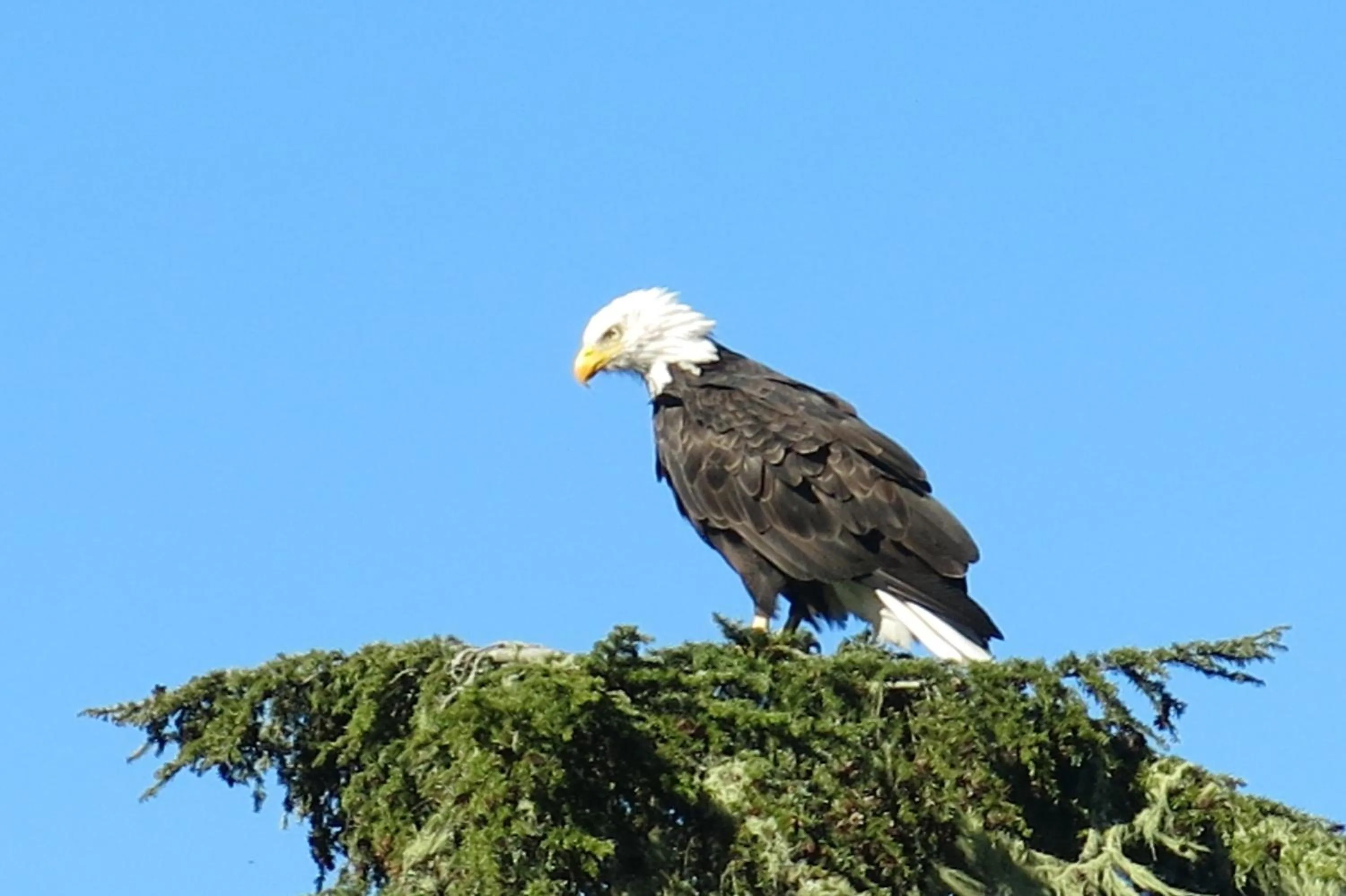 Animals in A Shack In The Woods