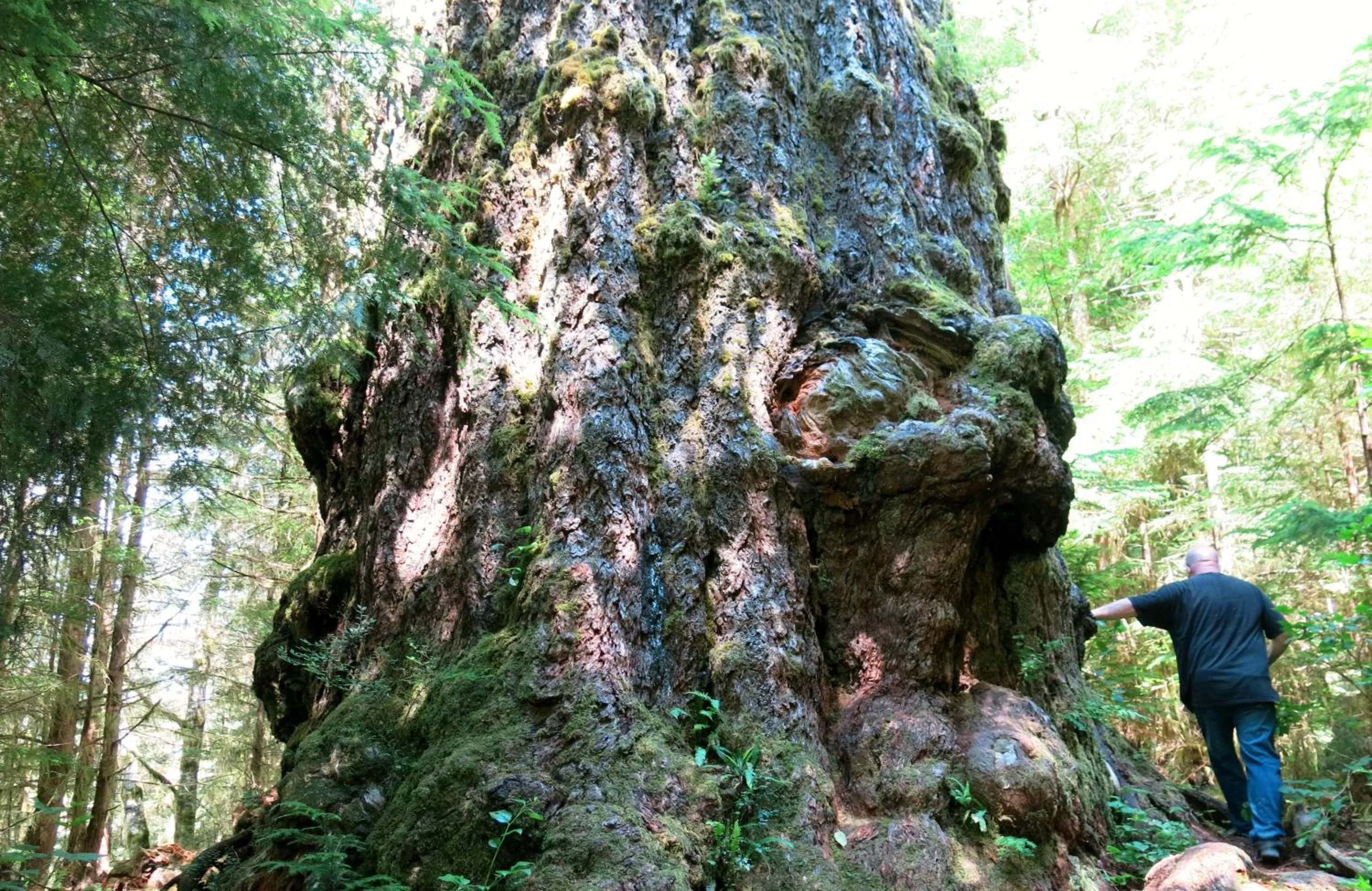 Off site in A Shack In The Woods