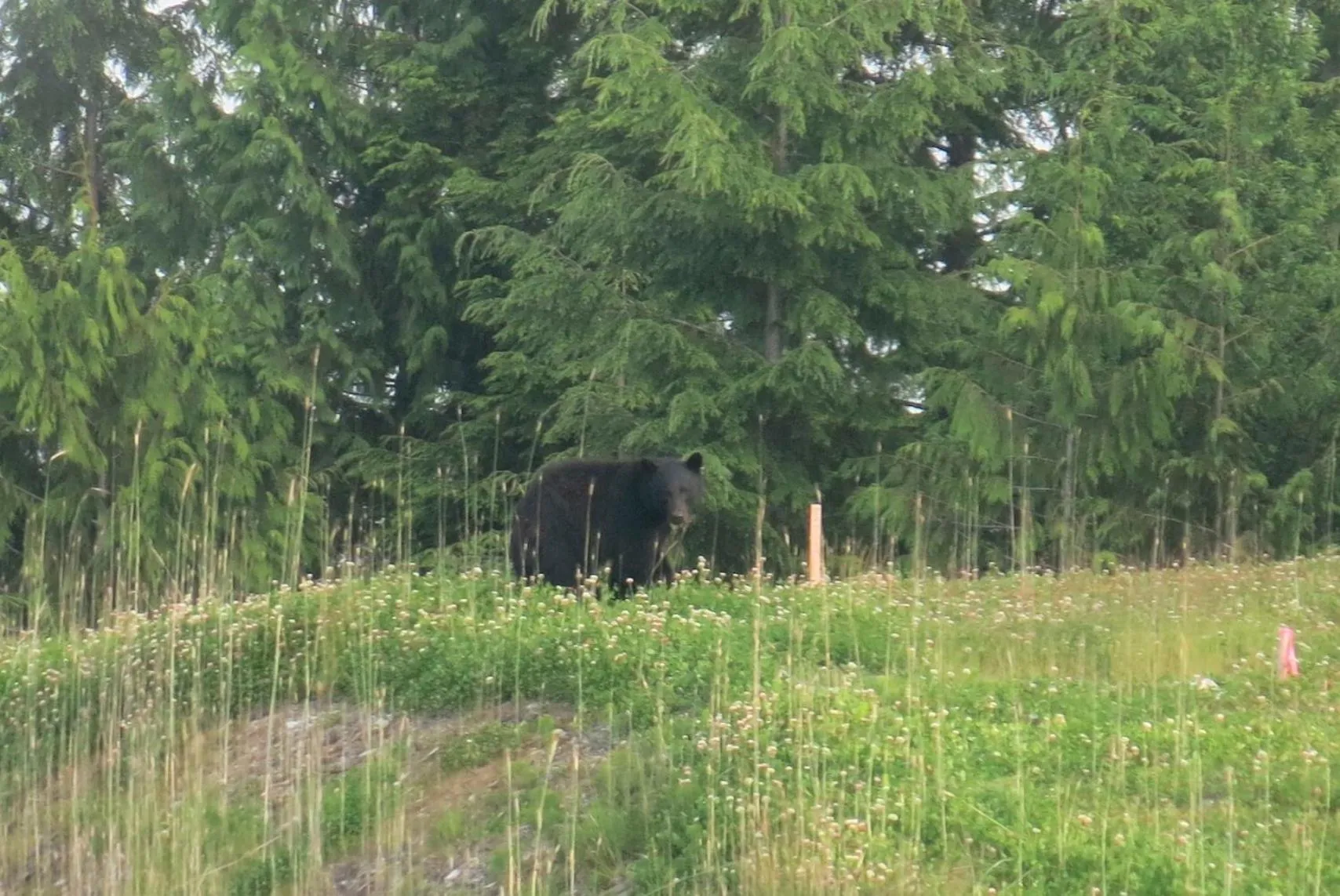 Natural landscape in A Shack In The Woods