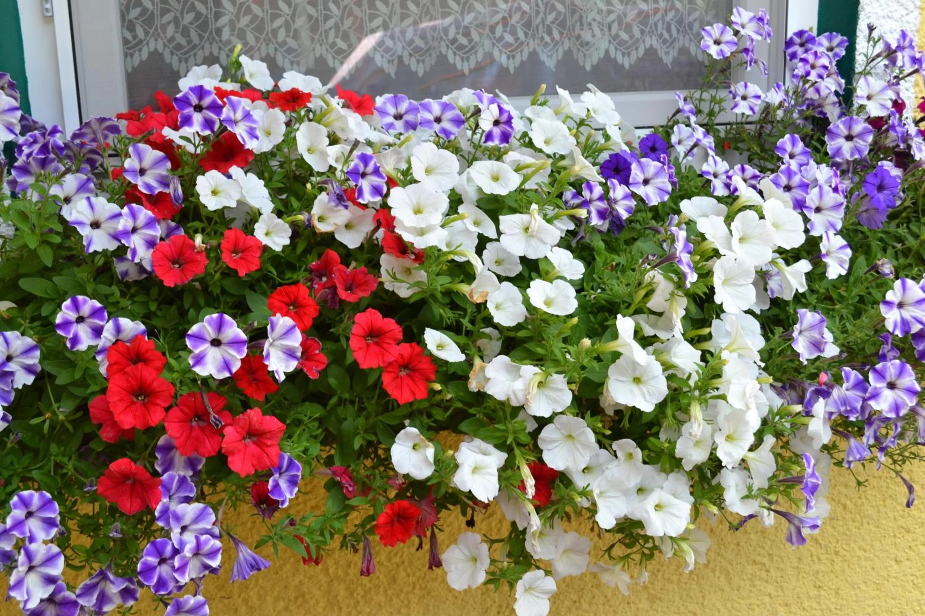 Summer in Pension Haus Rohrmoser