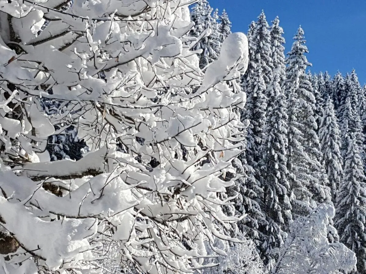 Natural landscape in Pension Haus Rohrmoser