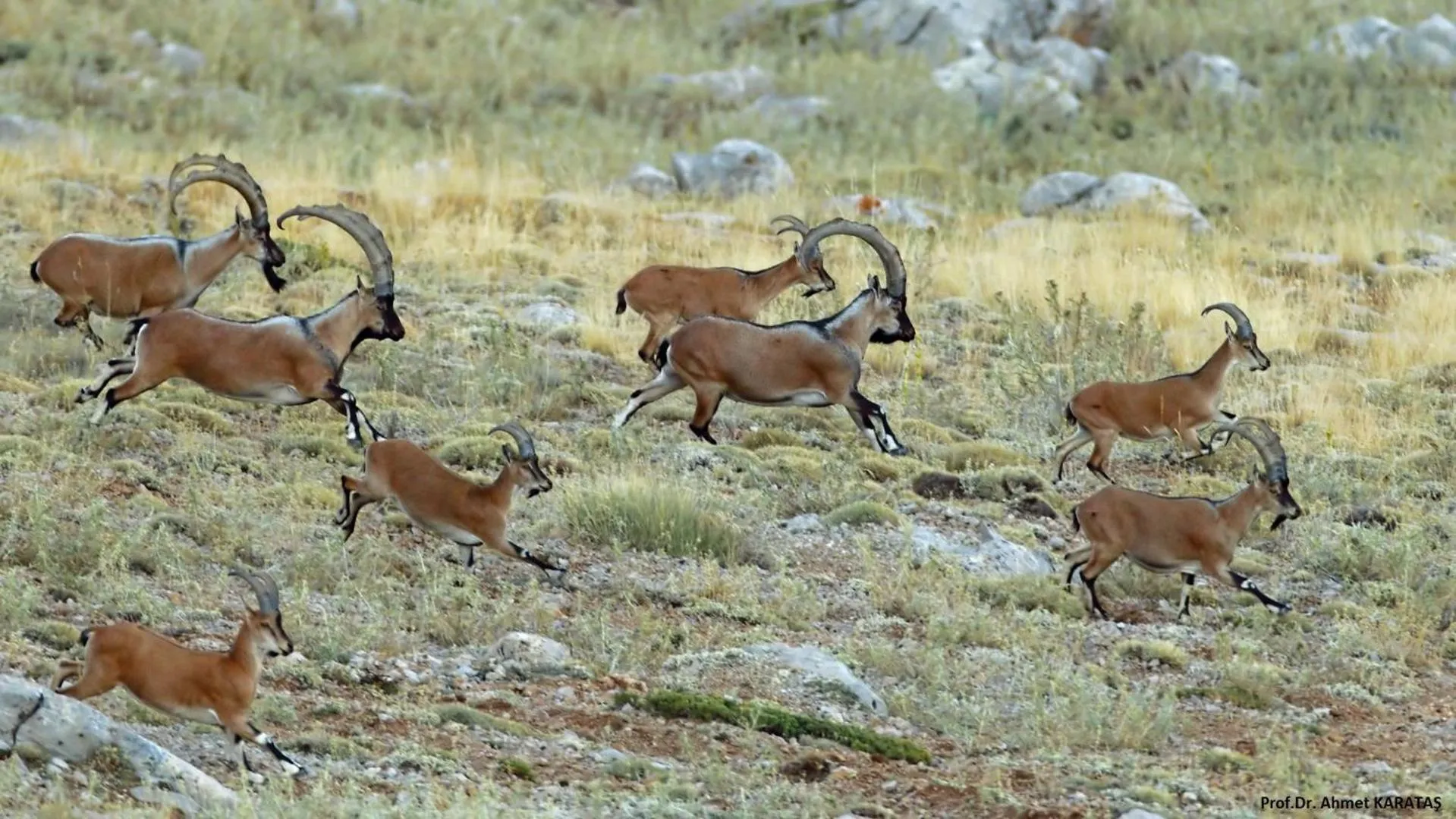 Animals in Taurus Guest House
