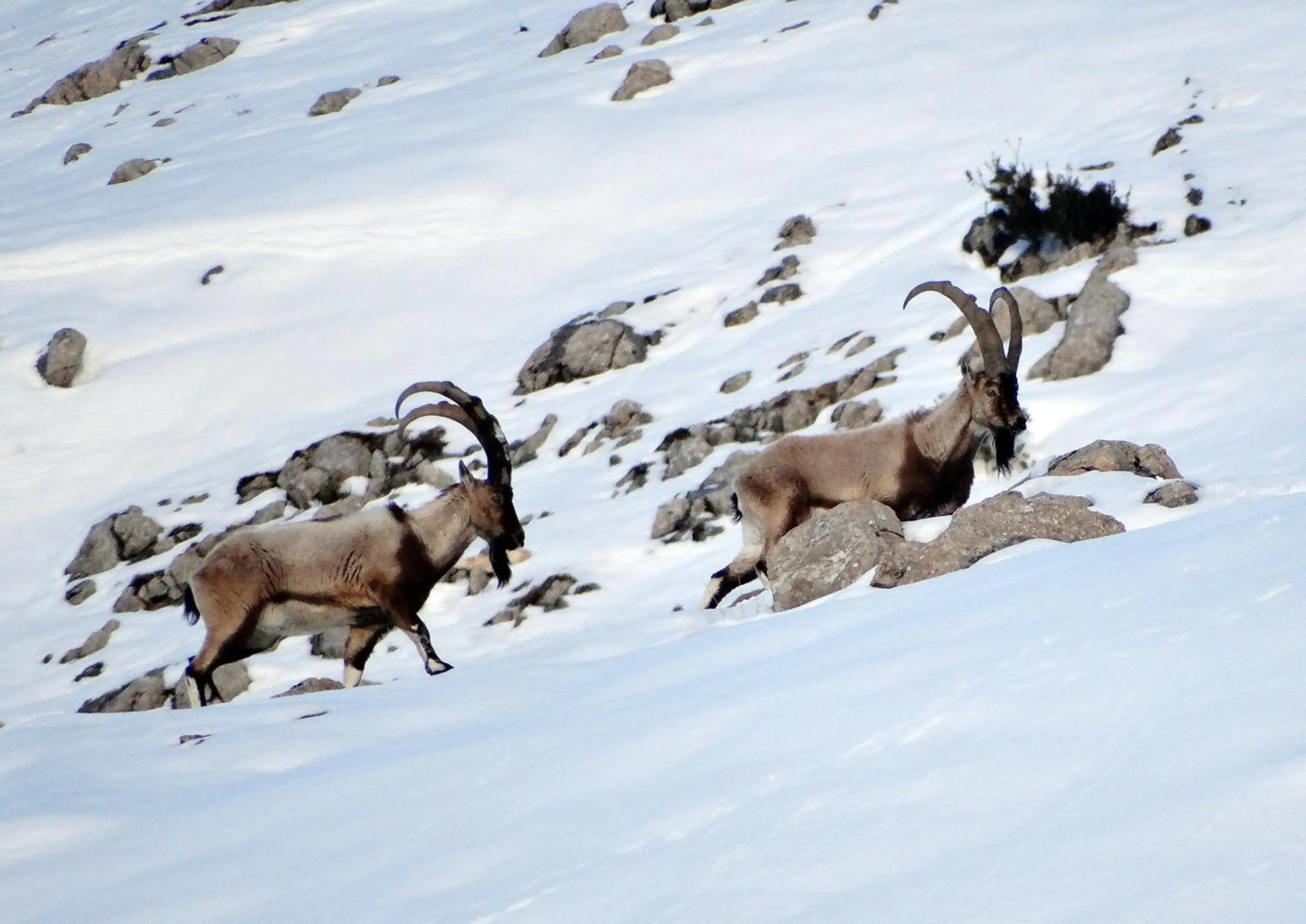 Animals in Taurus Guest House