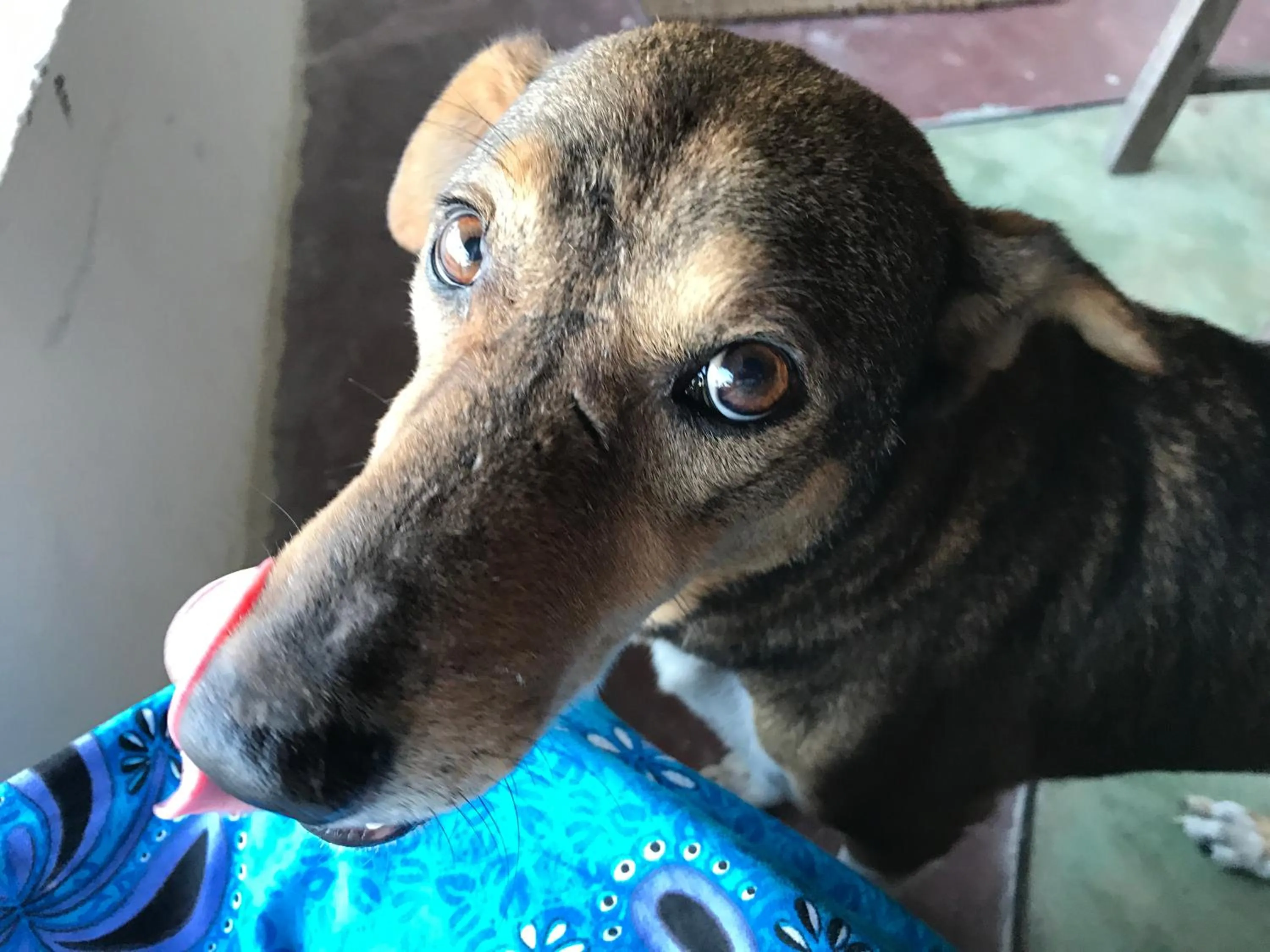 Pets in Paradise Beach Bungalows