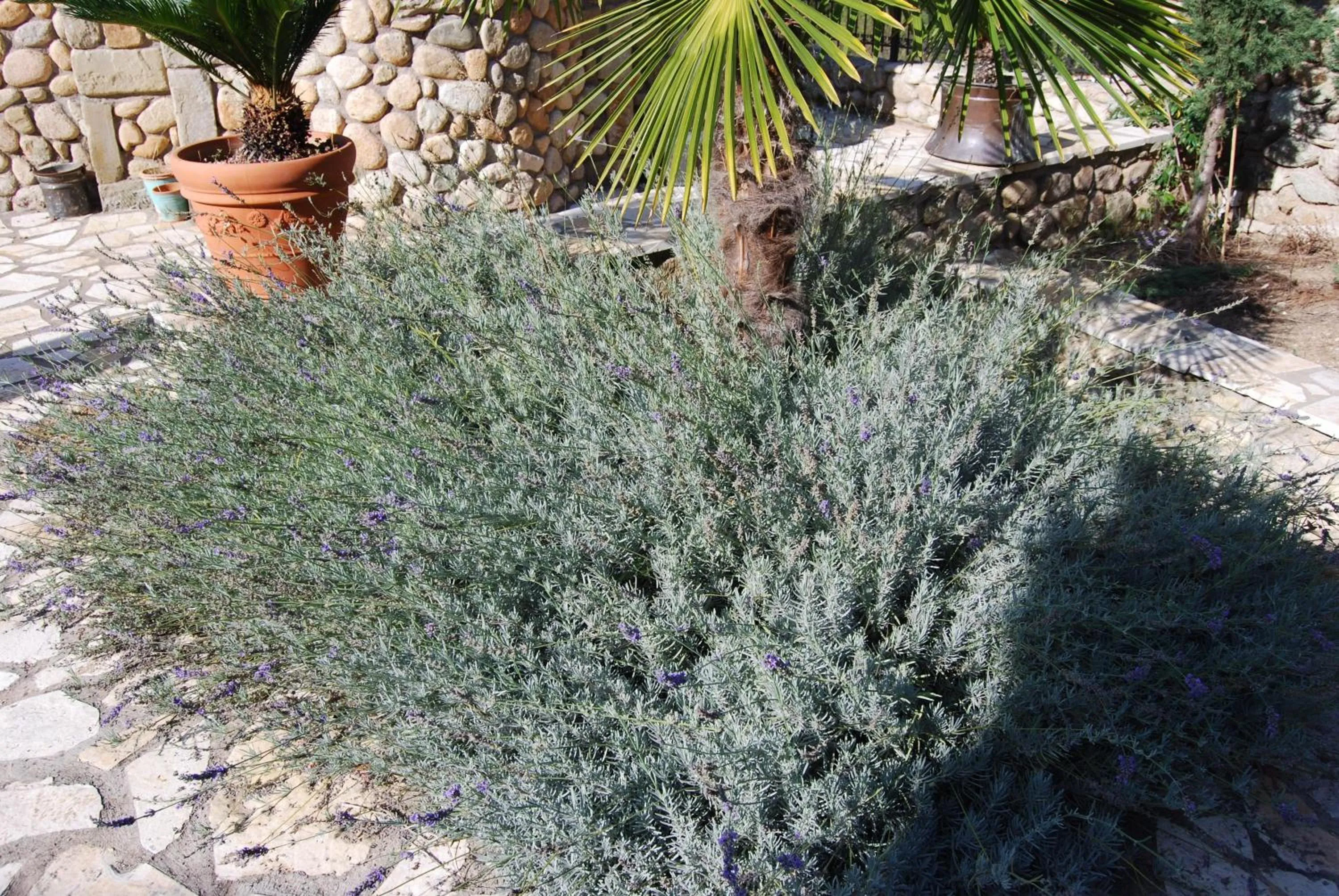 Garden in Pyrgos Adrachti