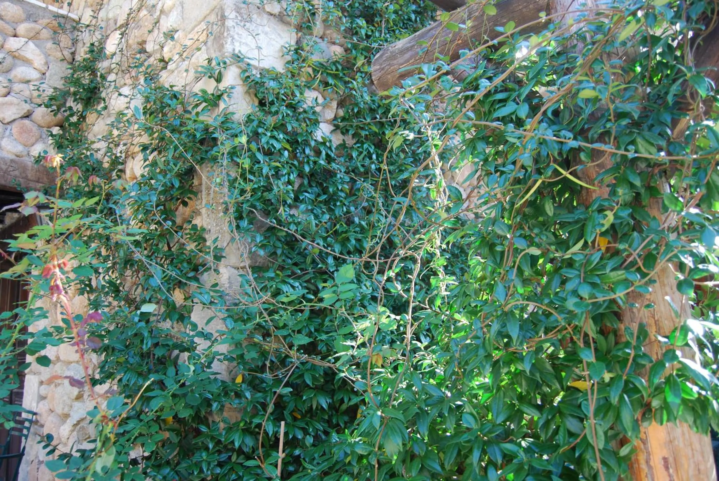 Garden in Pyrgos Adrachti