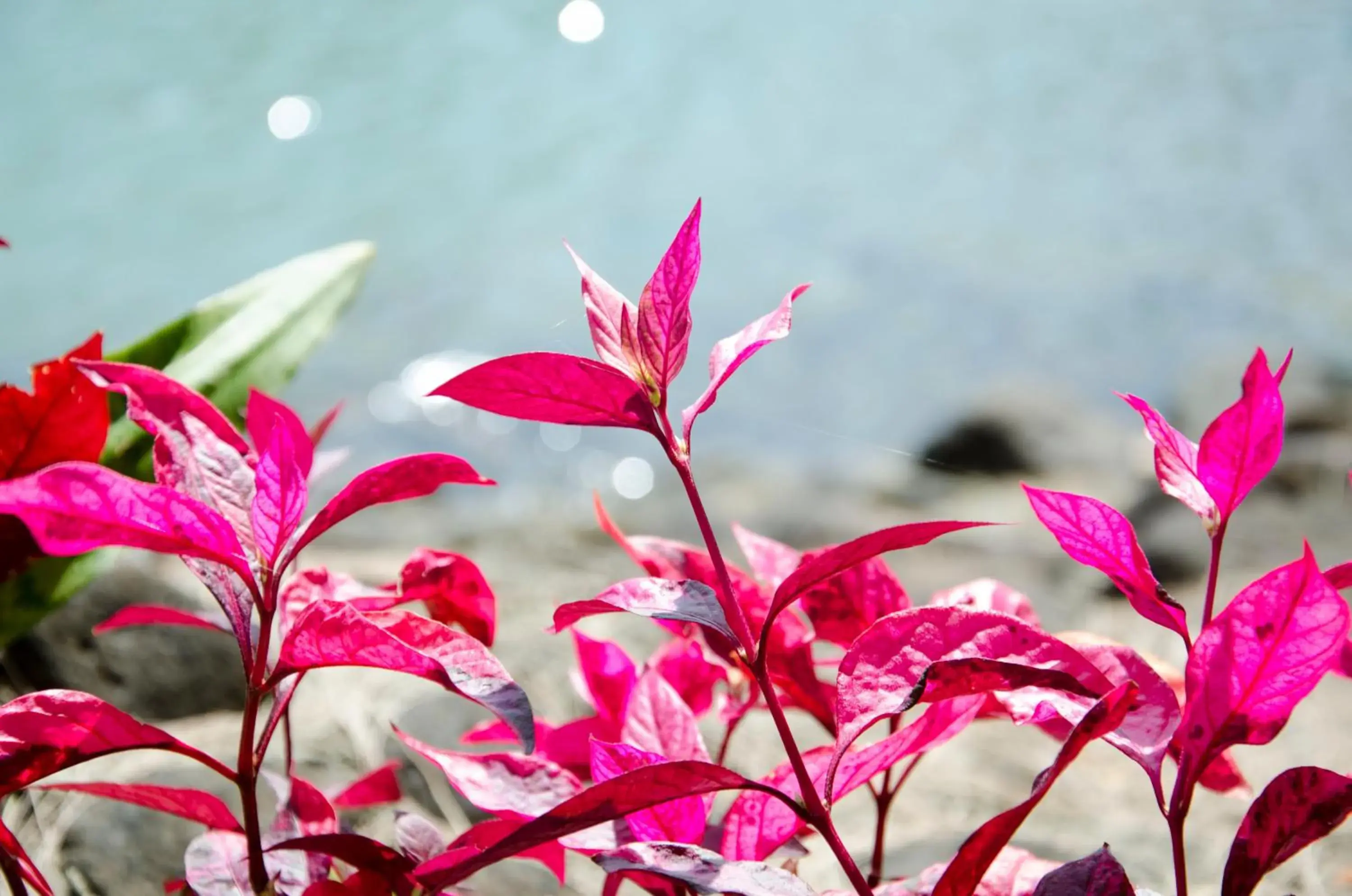 Garden view in Ta-Lay Time KohMak Garden view in Ta-Lay Time KohMak