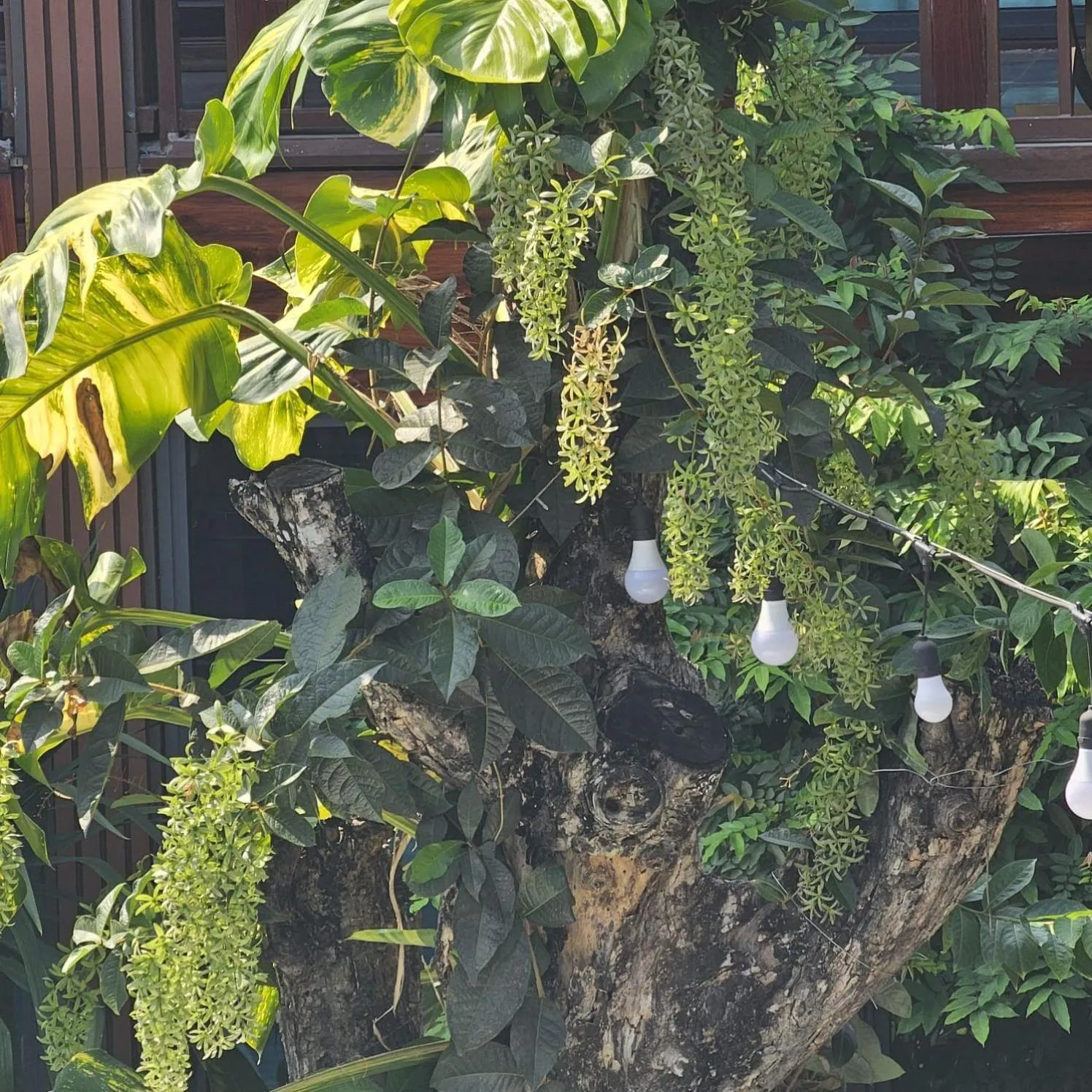 Garden in Champa Phan Boutique Hotel