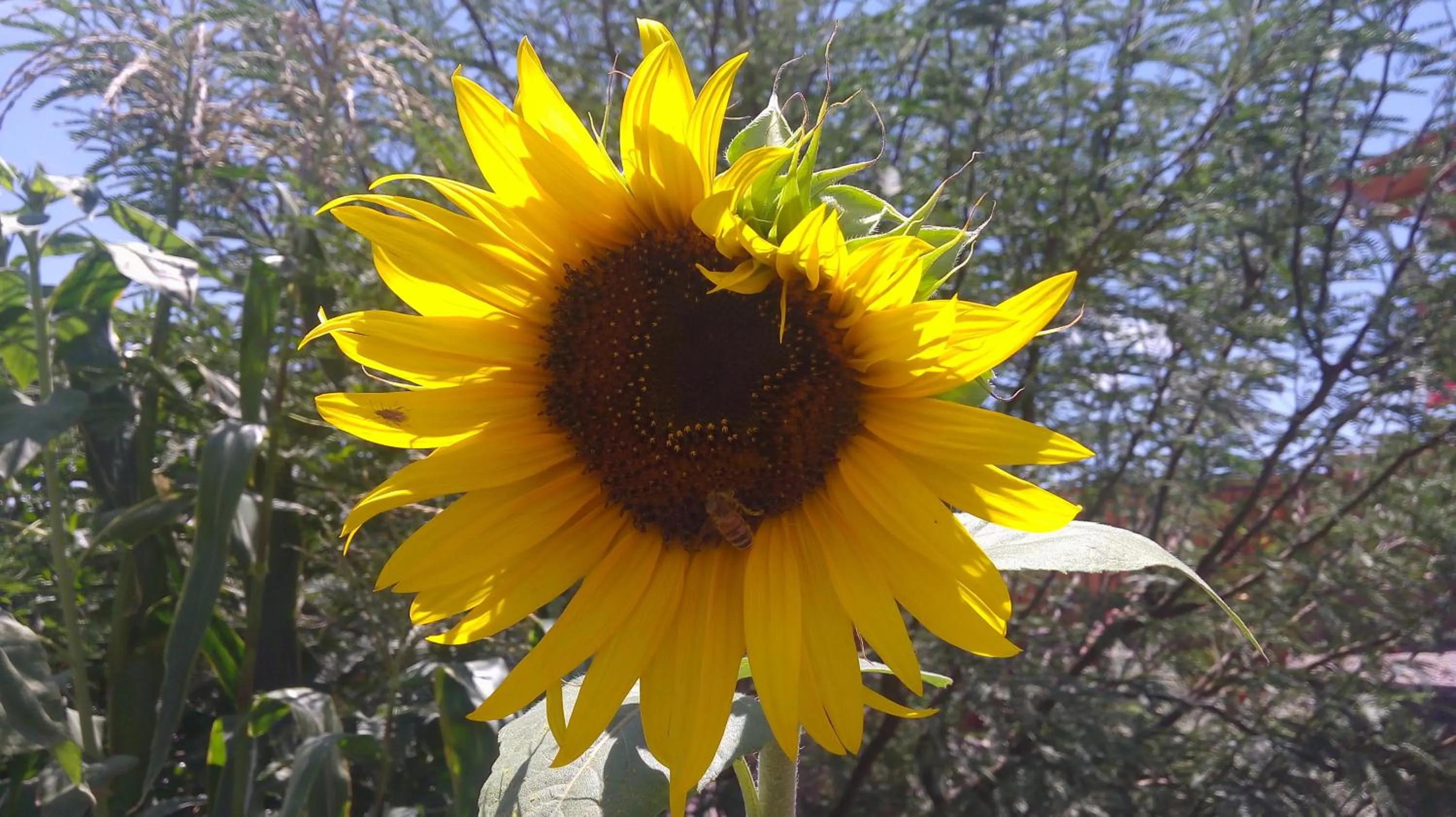 Garden in Tambo Norte