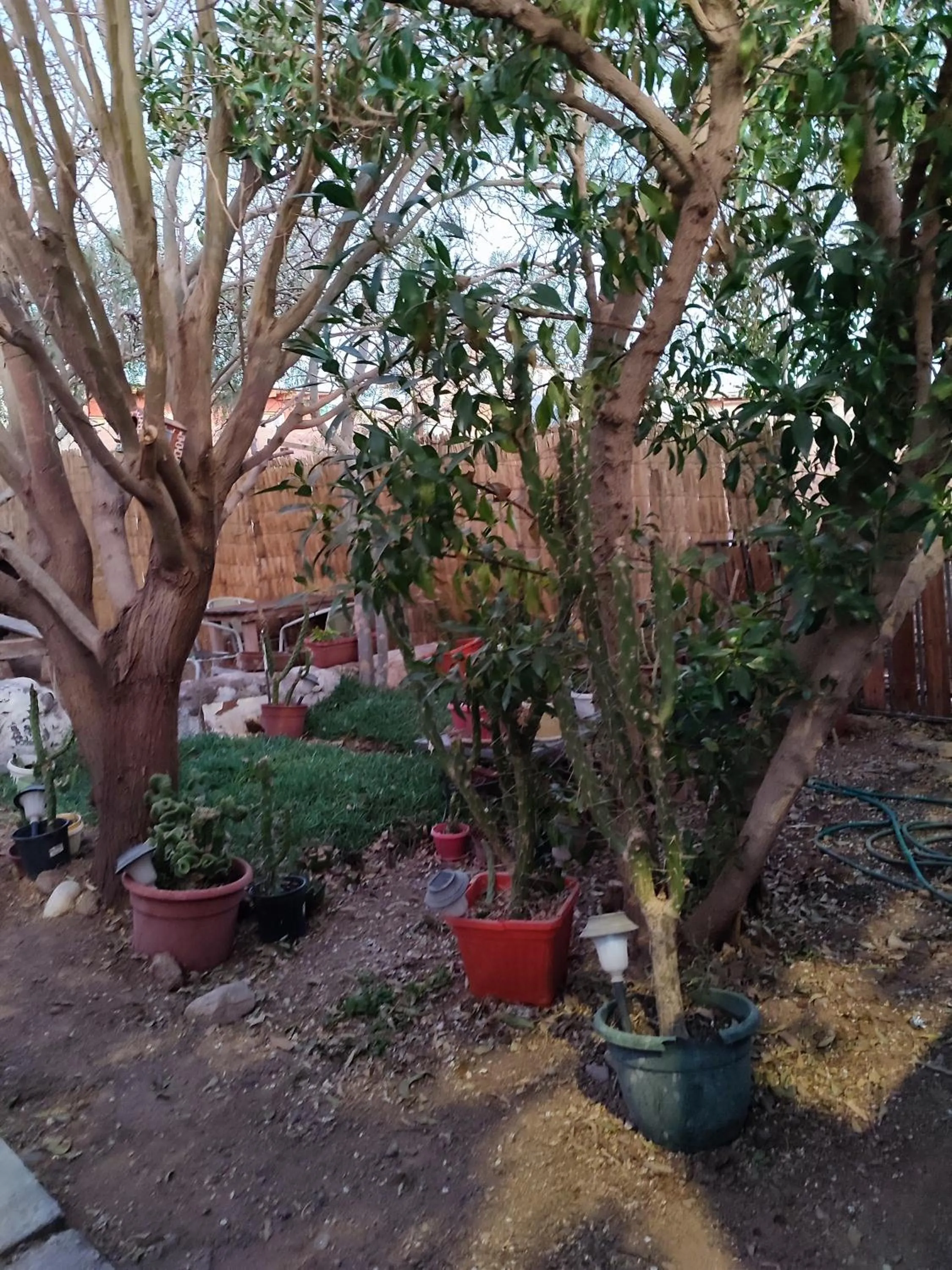 Garden in Tambo Norte
