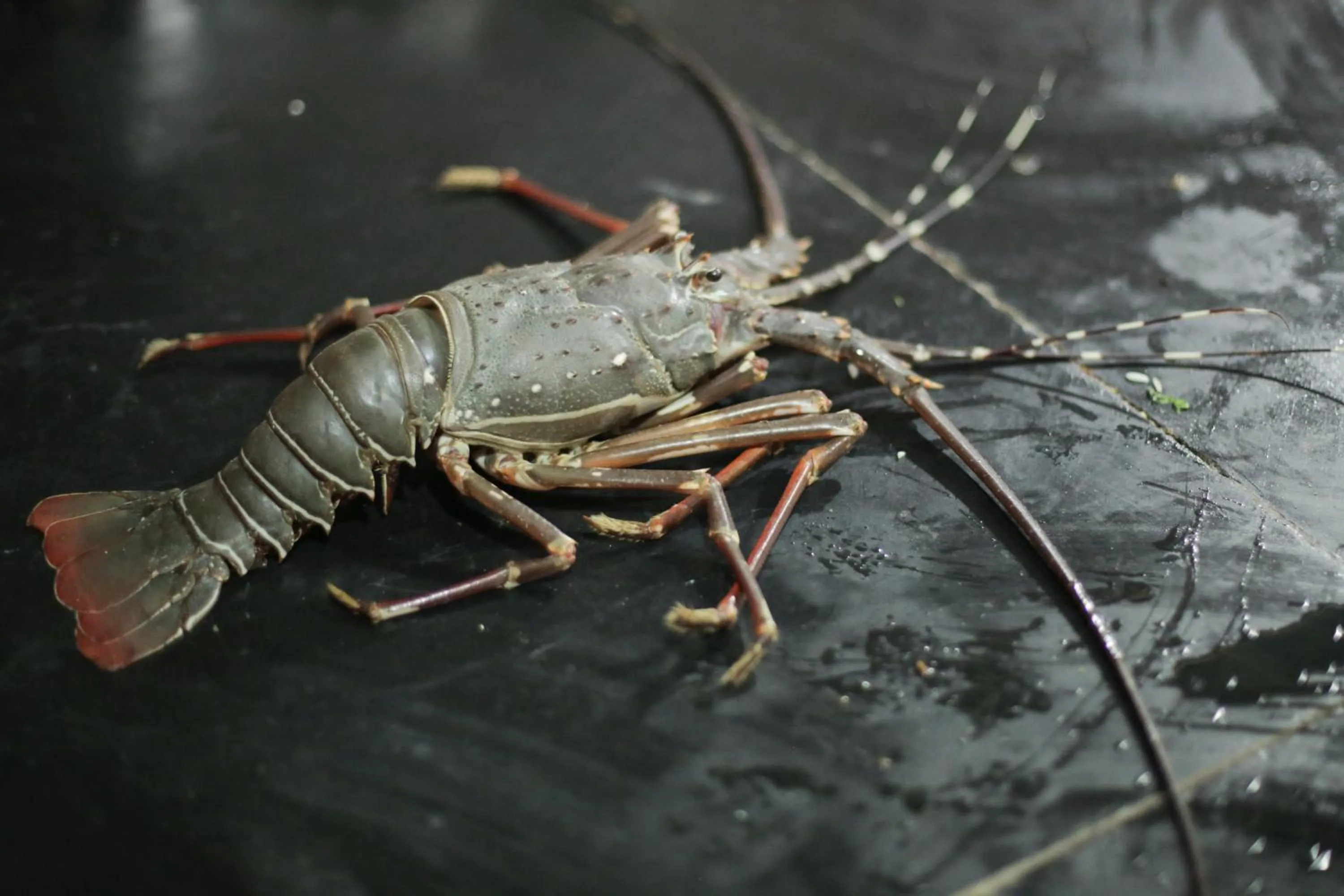 Food close-up in Simrose