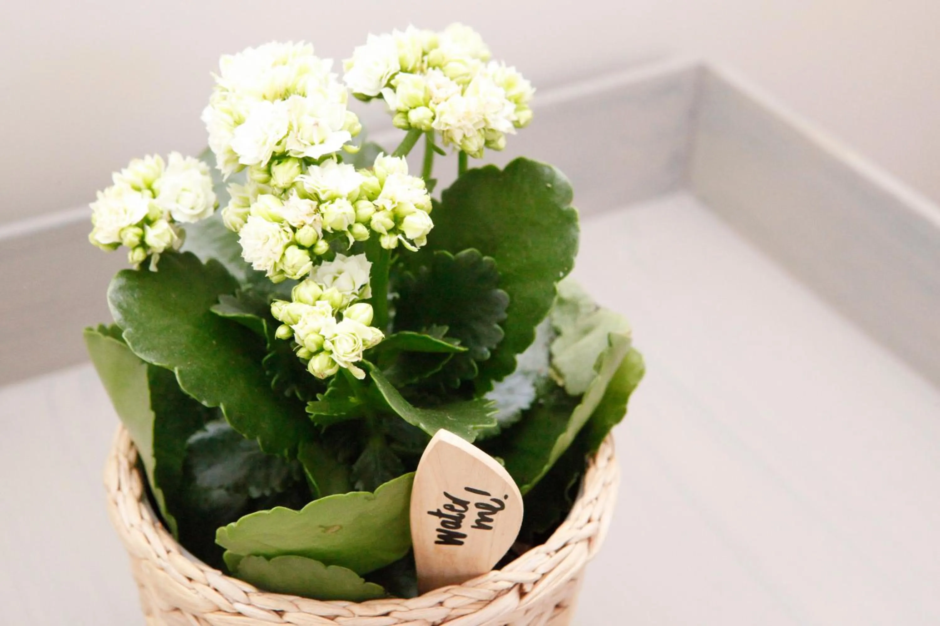 Decorative detail in Flores Guest House