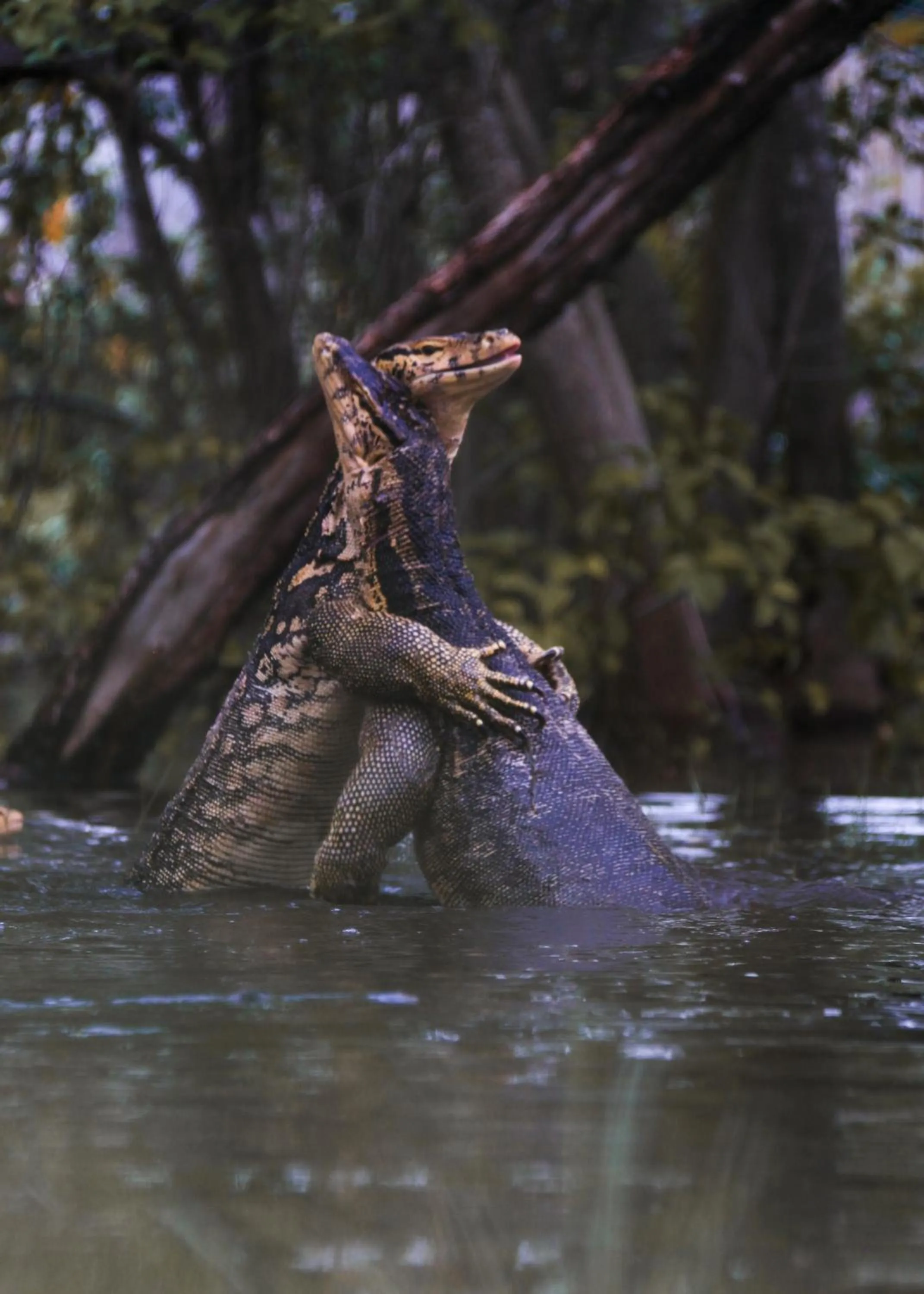 Animals in Segar Village