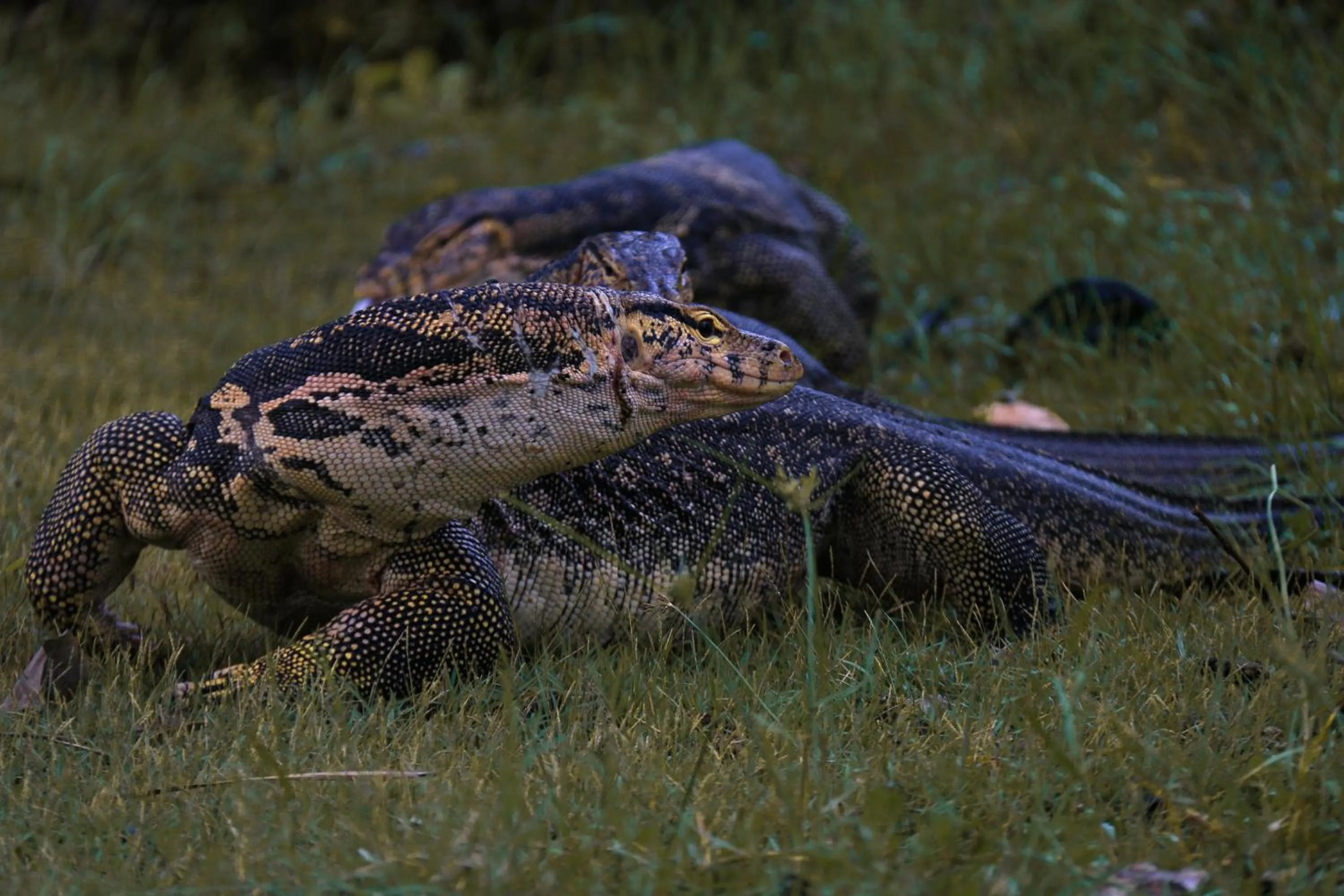 Animals in Segar Village