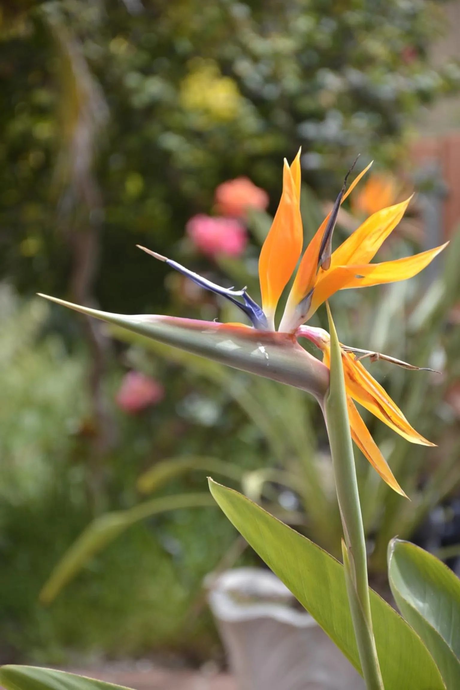 Property building in White Beach