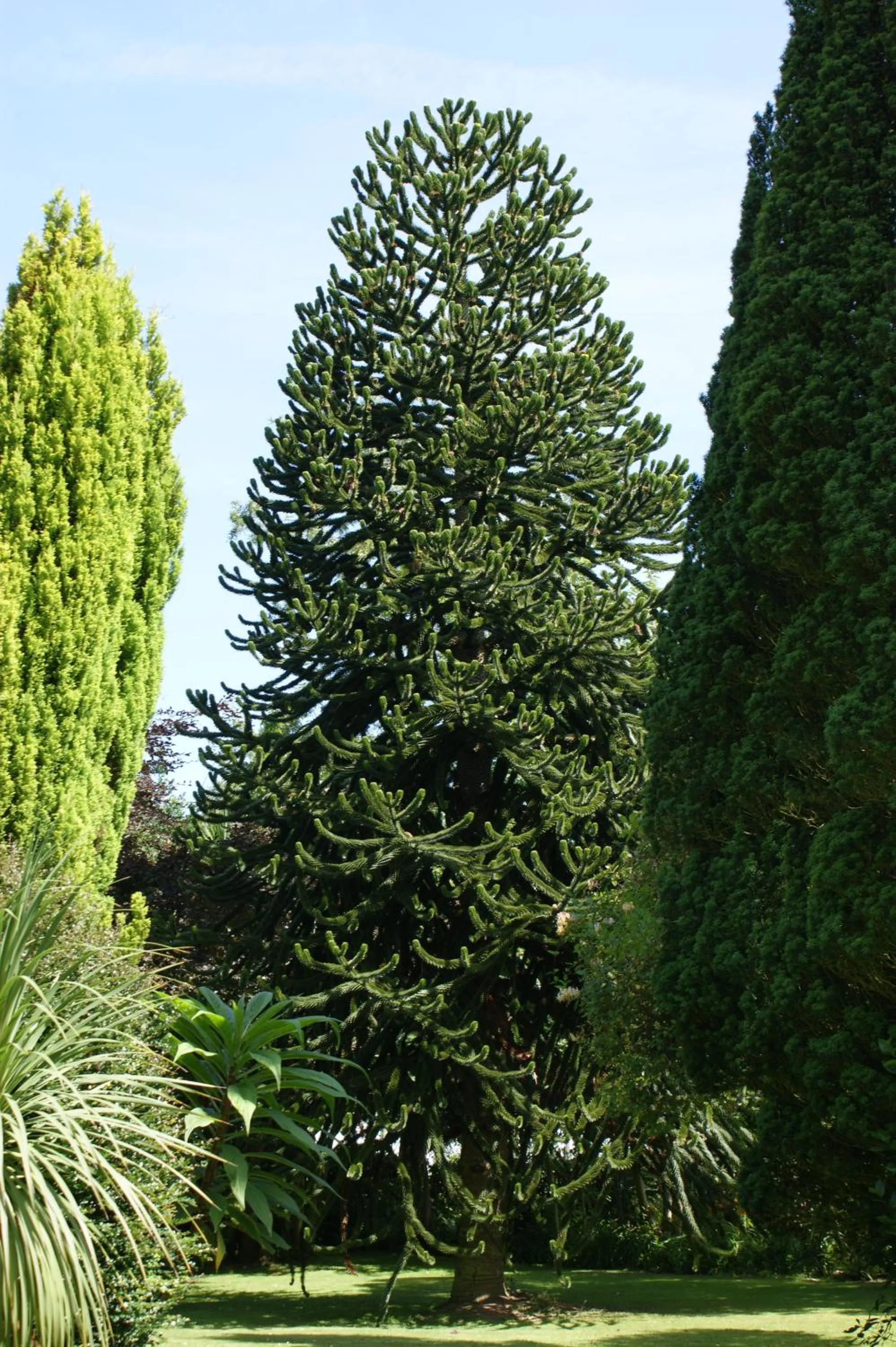 Garden in Grange Lodge Hotel