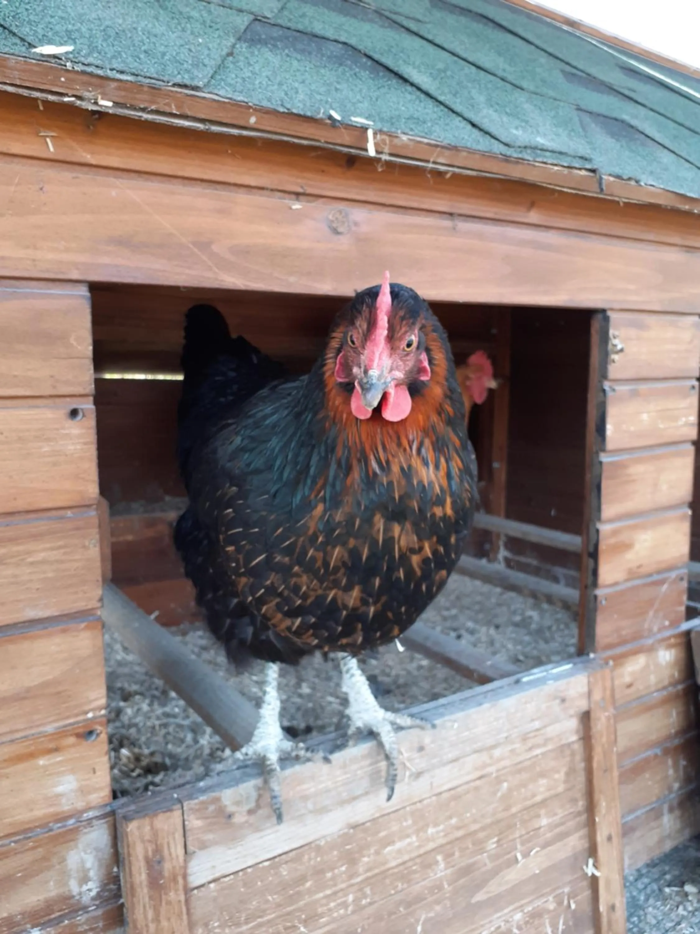 Animals in Cà Gennara Agri B&B