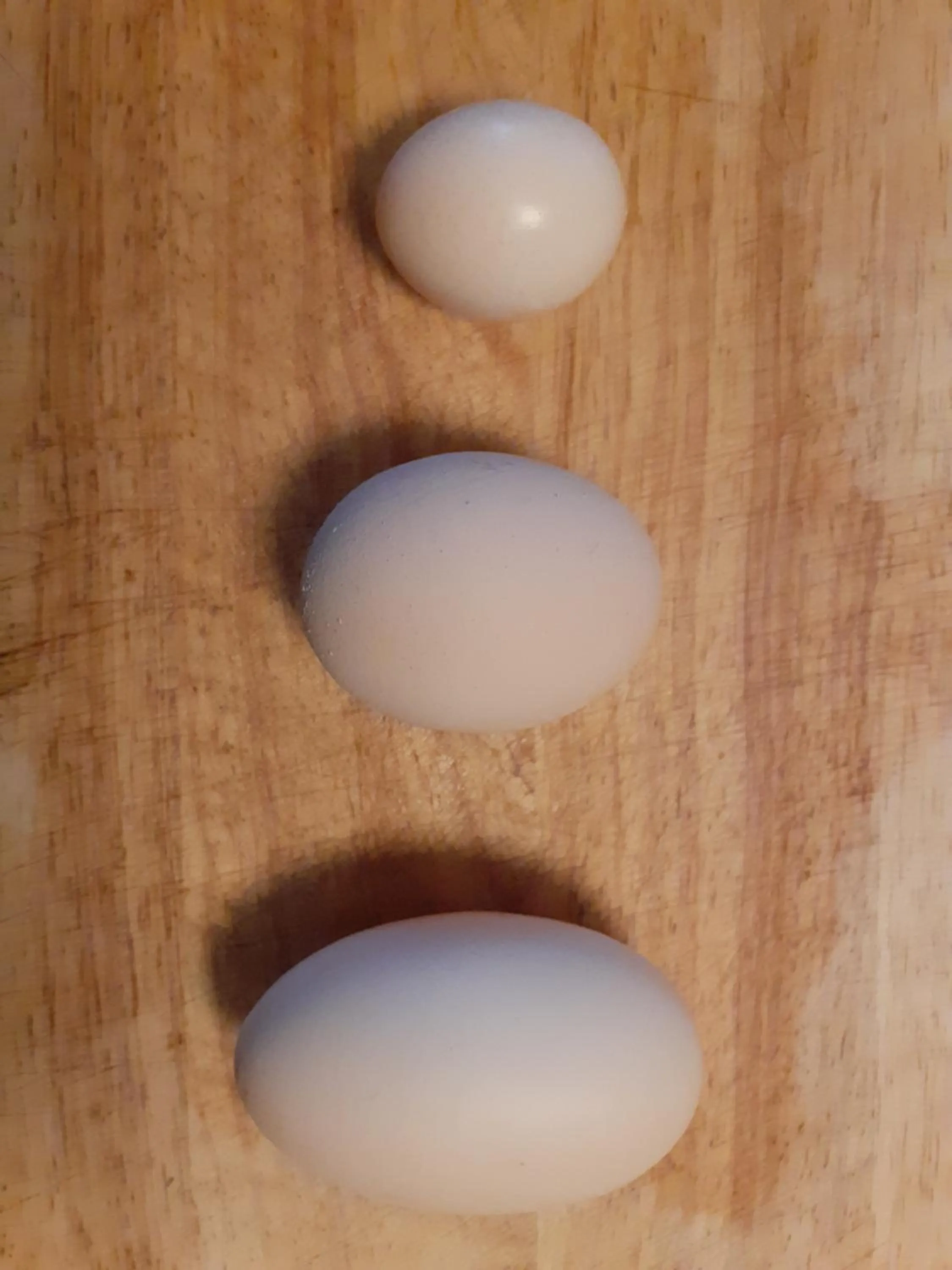 Animals in Cà Gennara Agri B&B