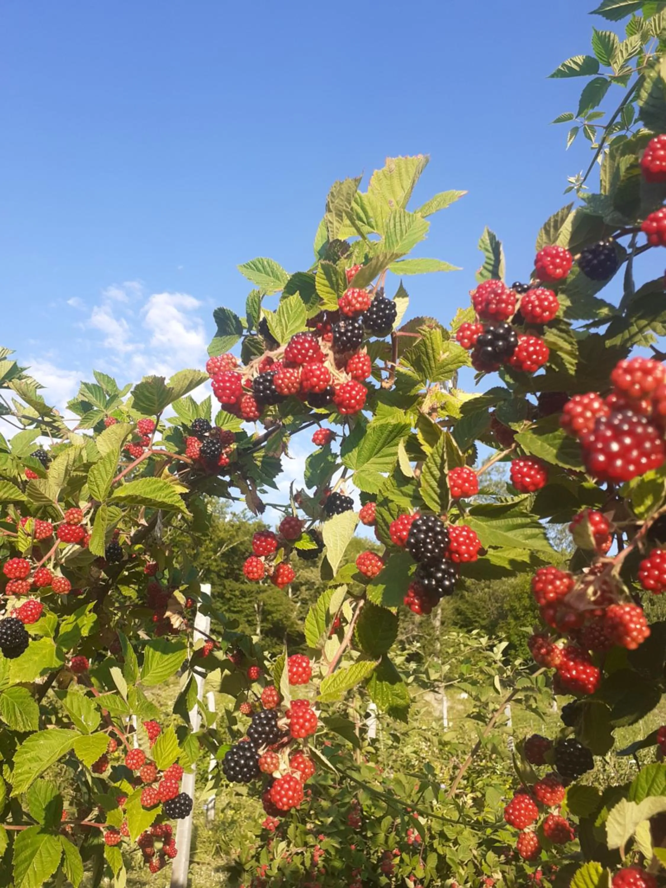 Spring in Cà Gennara Agri B&B