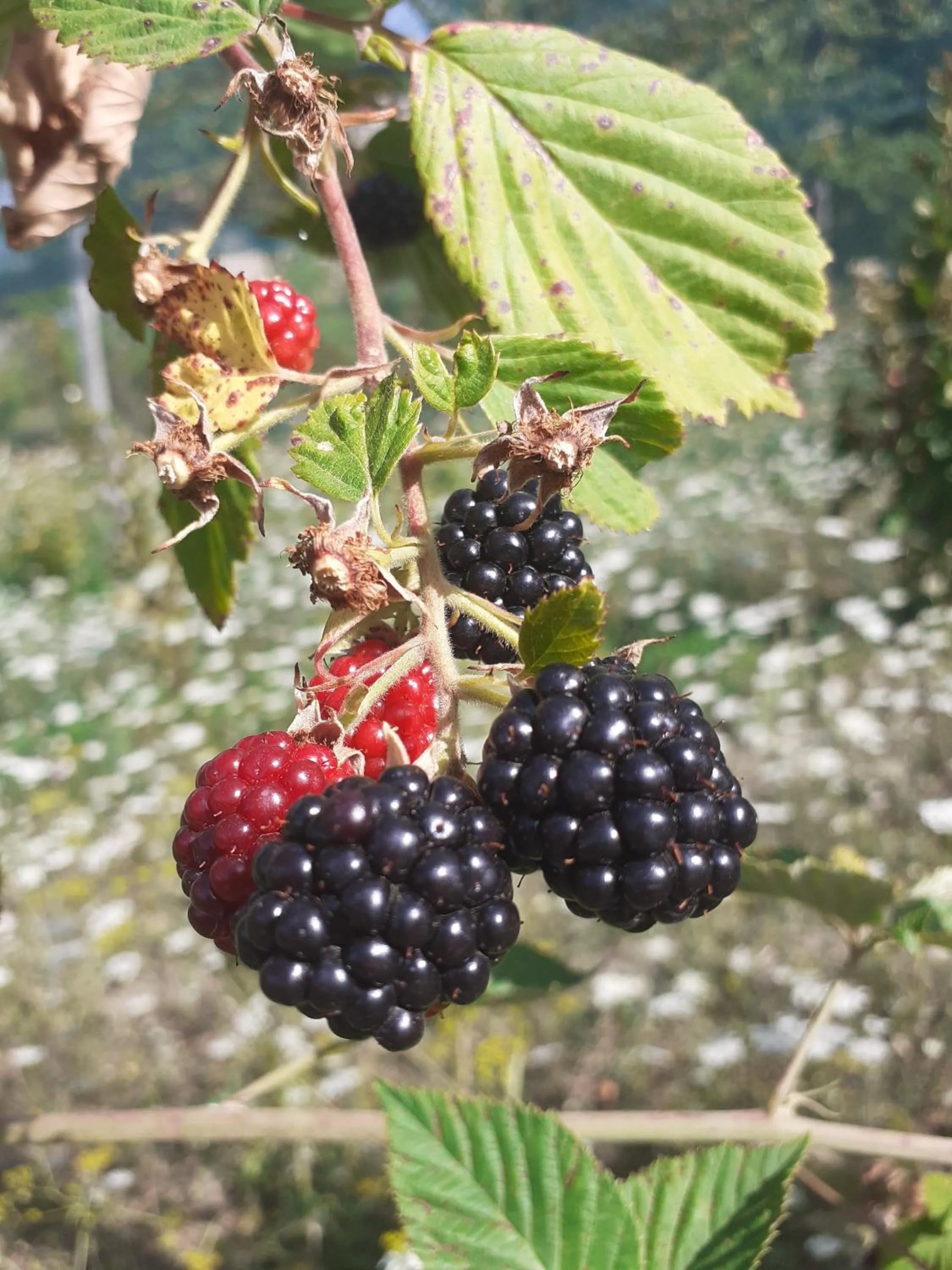 Natural landscape in Cà Gennara Agri B&B