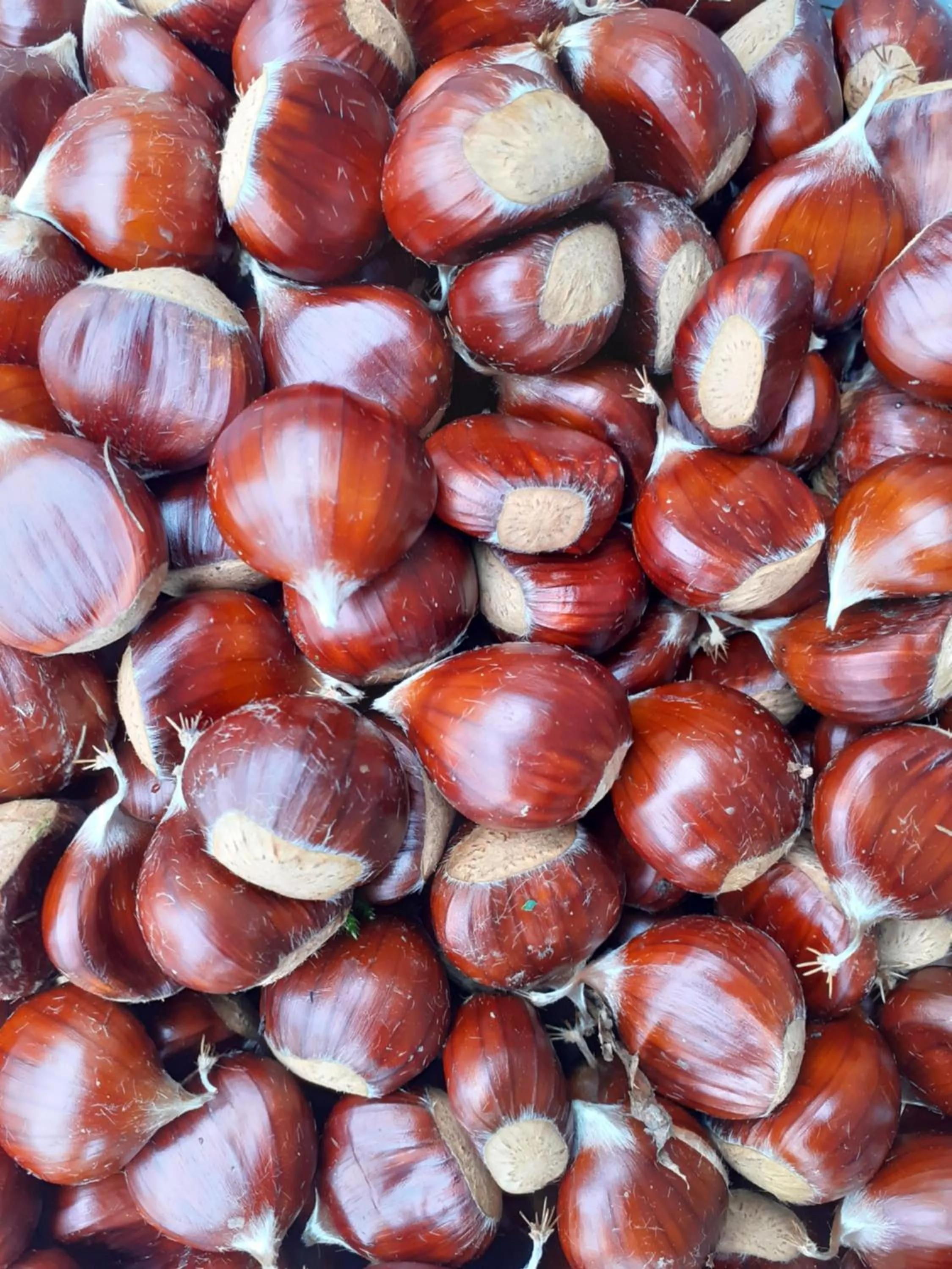 Food close-up in Cà Gennara Agri B&B