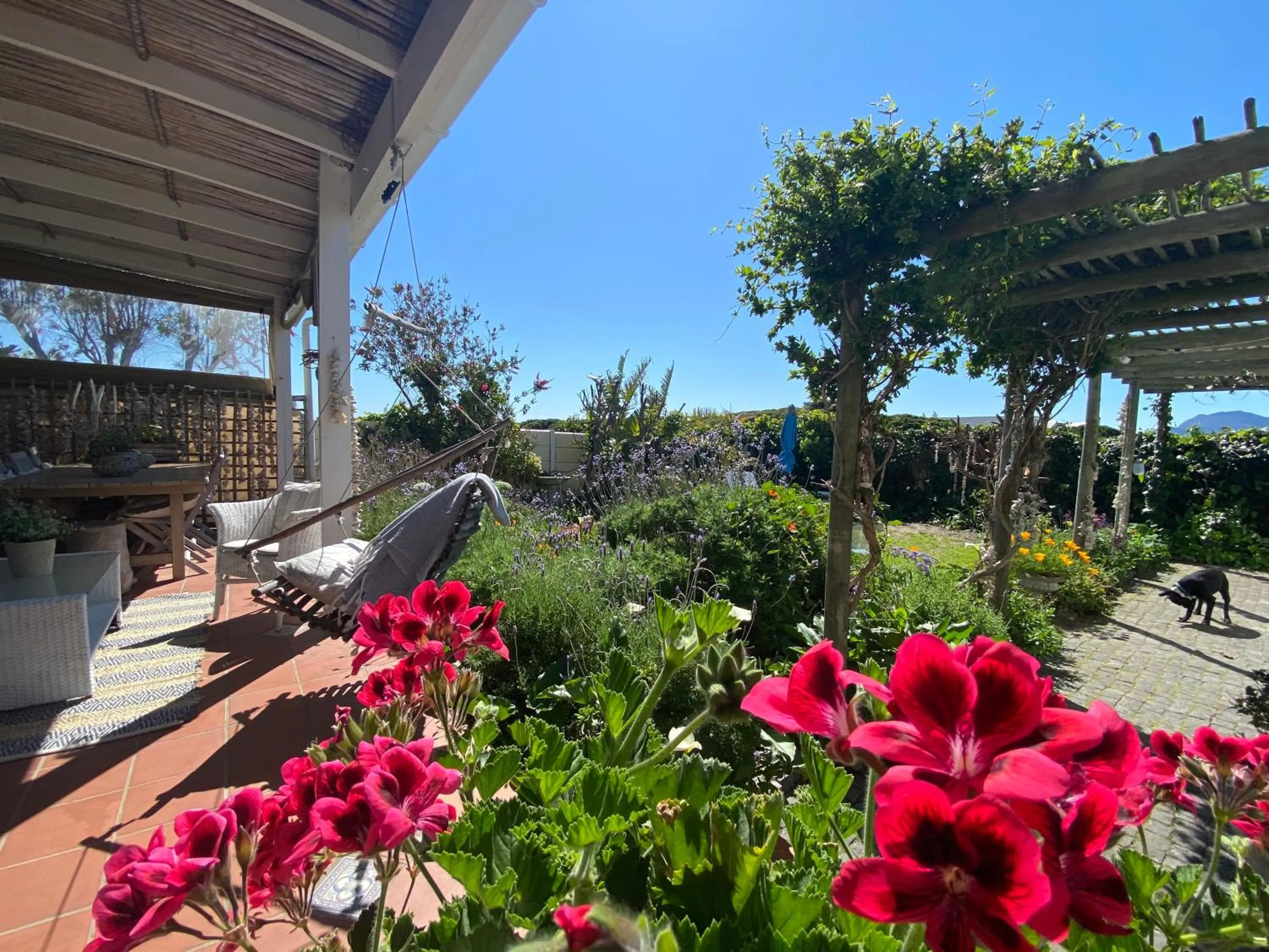Spring in Guinea Fowl House