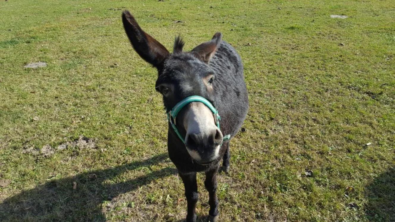Animals in Agriturismo Fattoria Dalcastagnè