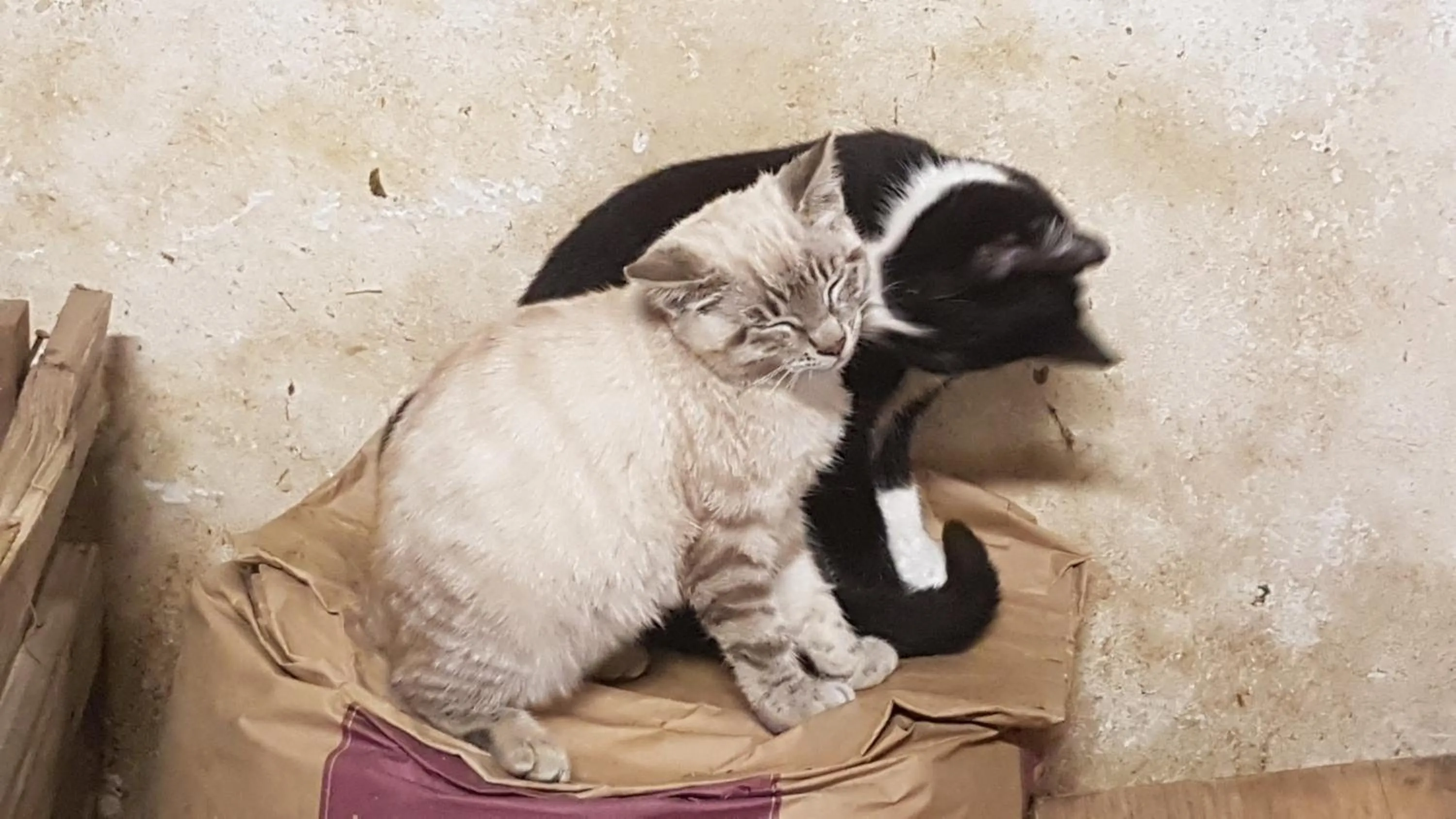 Pets in Agriturismo Fattoria Dalcastagnè