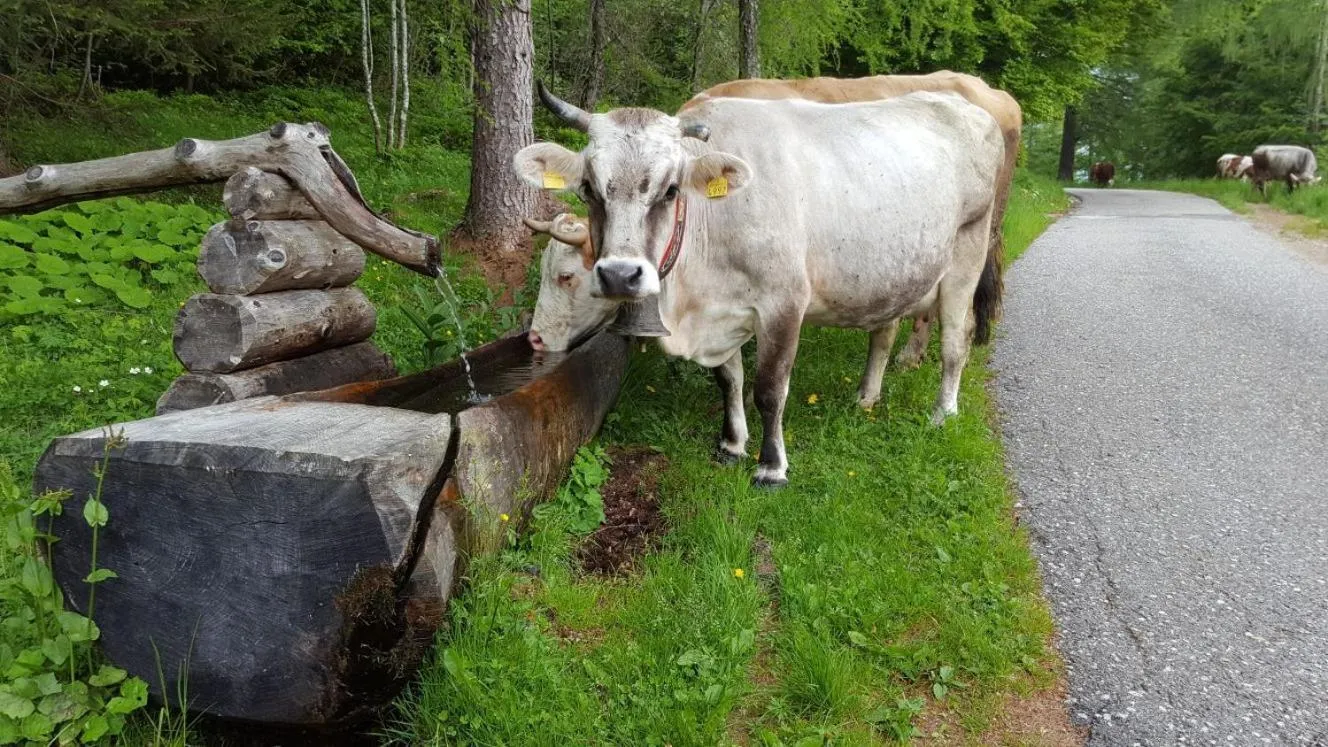 Day in Agriturismo Fattoria Dalcastagnè