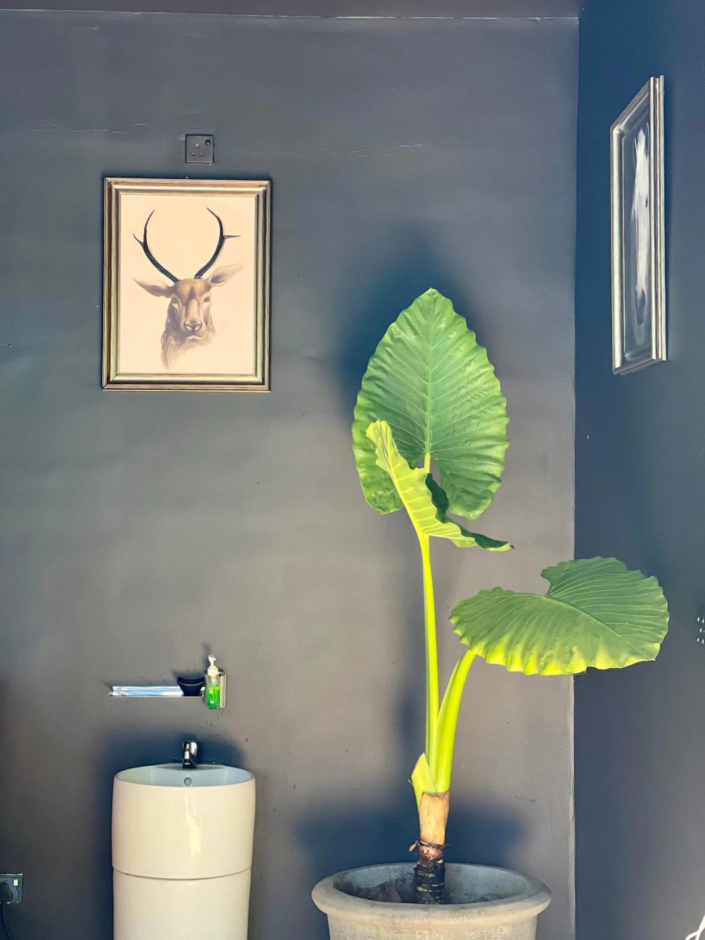 Decorative detail in Olanro Hotel Negombo