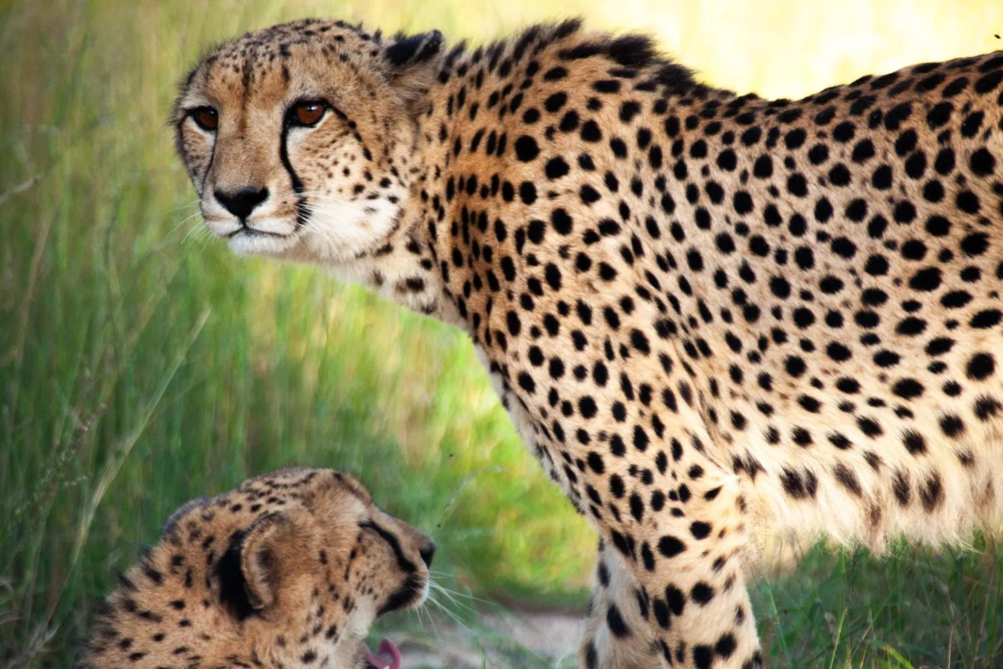 Animals in Karongwe - Kuname Safari Lodge