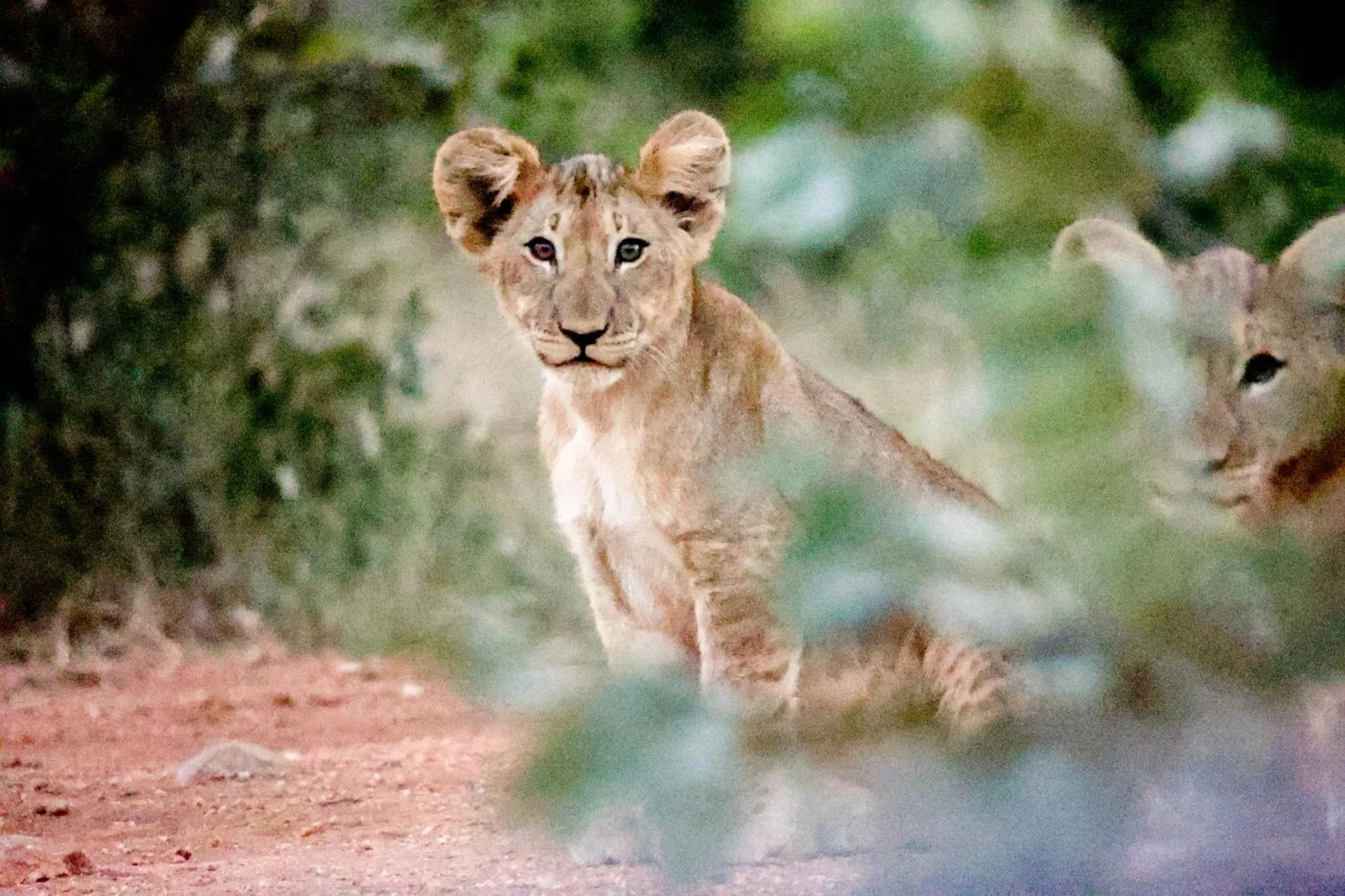 Activities in Karongwe - Kuname Safari Lodge