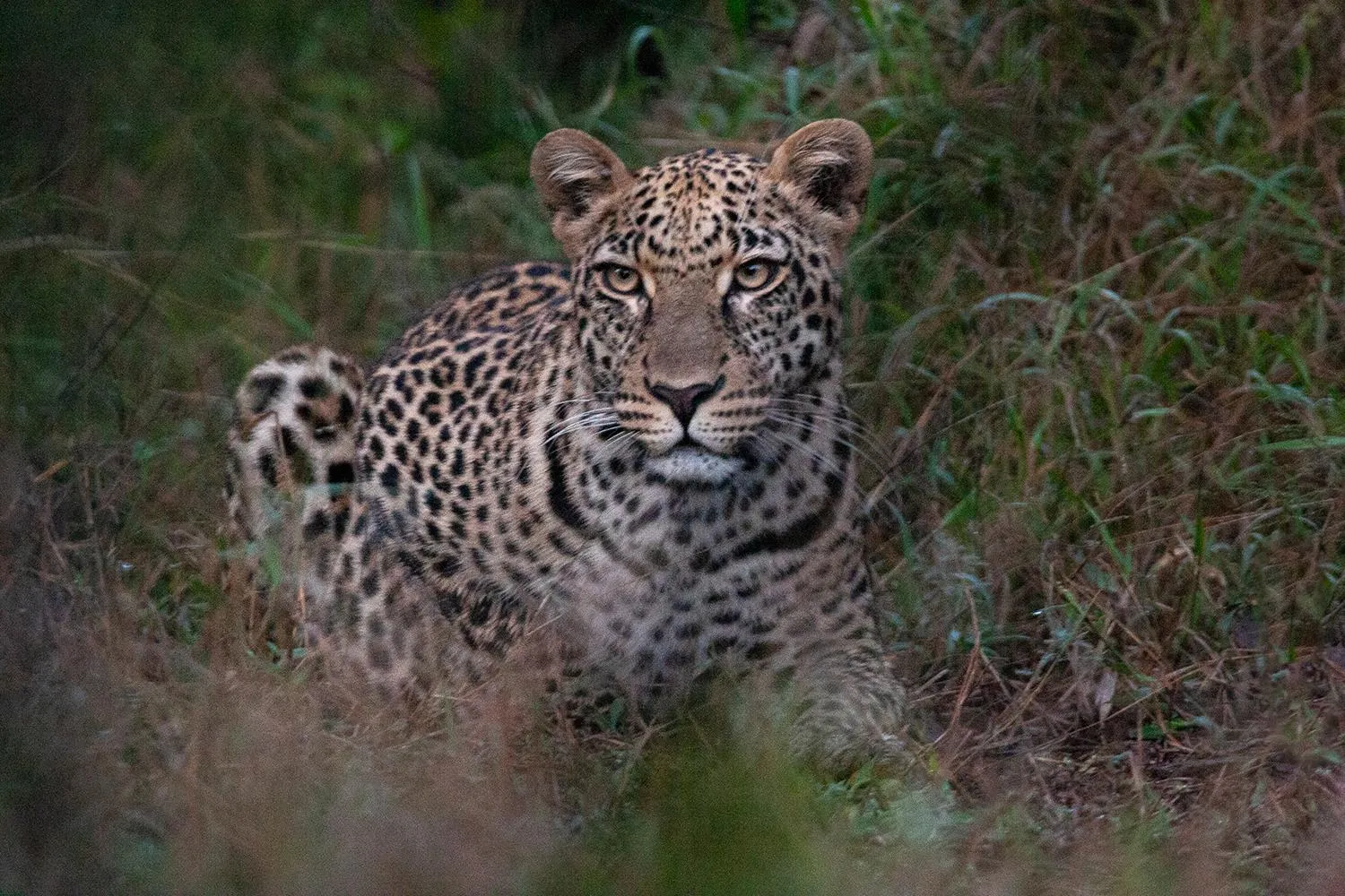 Animals in Karongwe - Kuname Safari Lodge