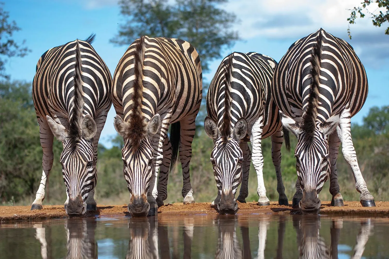 Animals in Karongwe - Kuname Safari Lodge