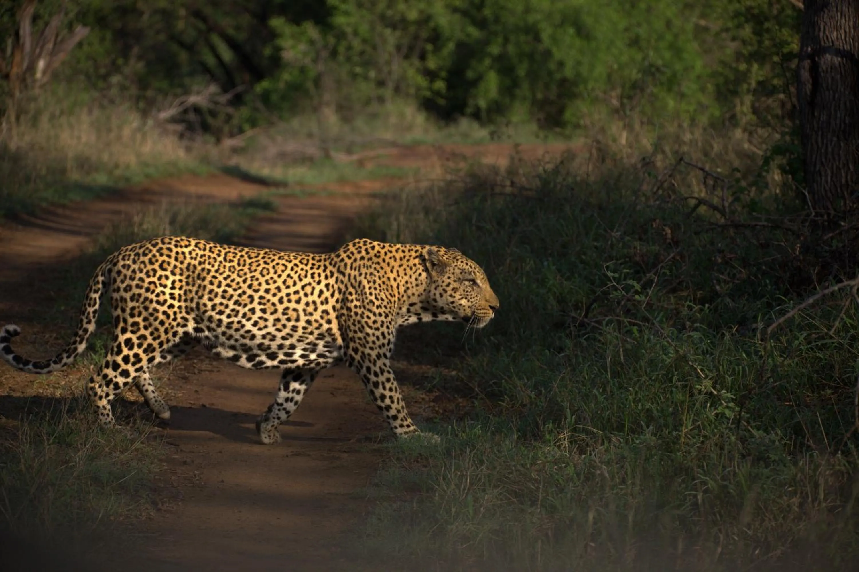 Animals in Karongwe - Kuname Safari Lodge