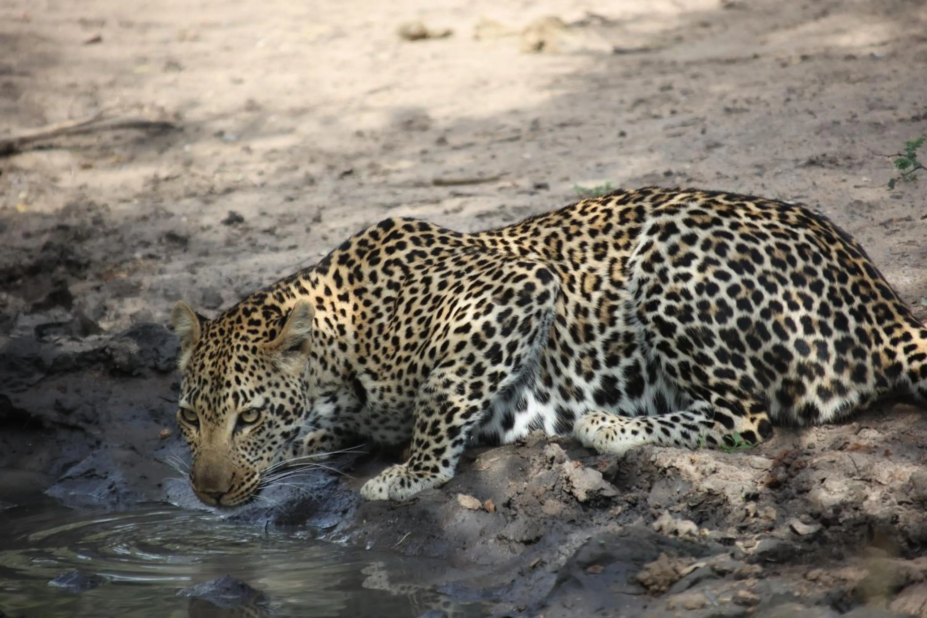 Animals in Karongwe - Kuname Safari Lodge