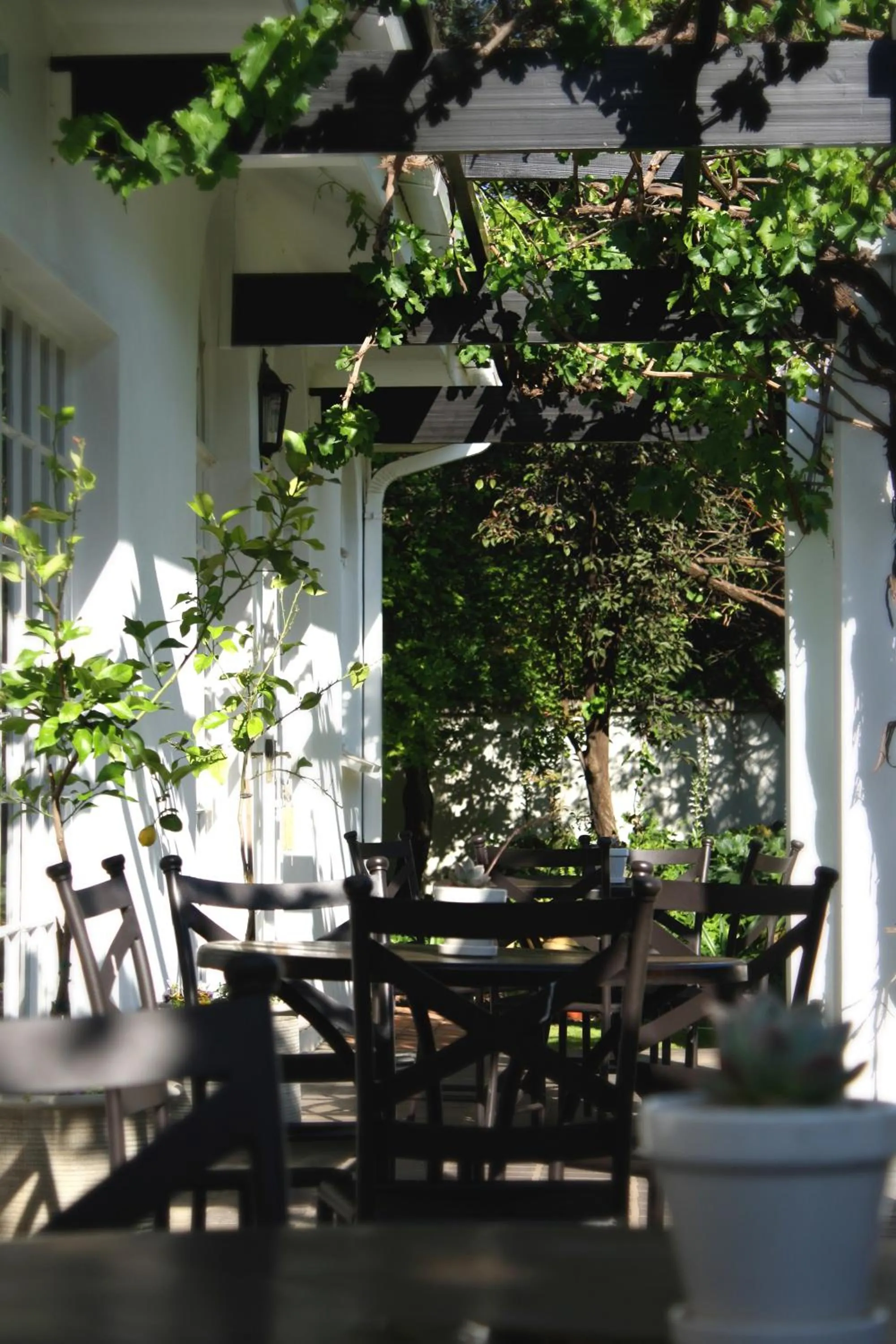 Pool view in Lemon & Lime Guesthouse