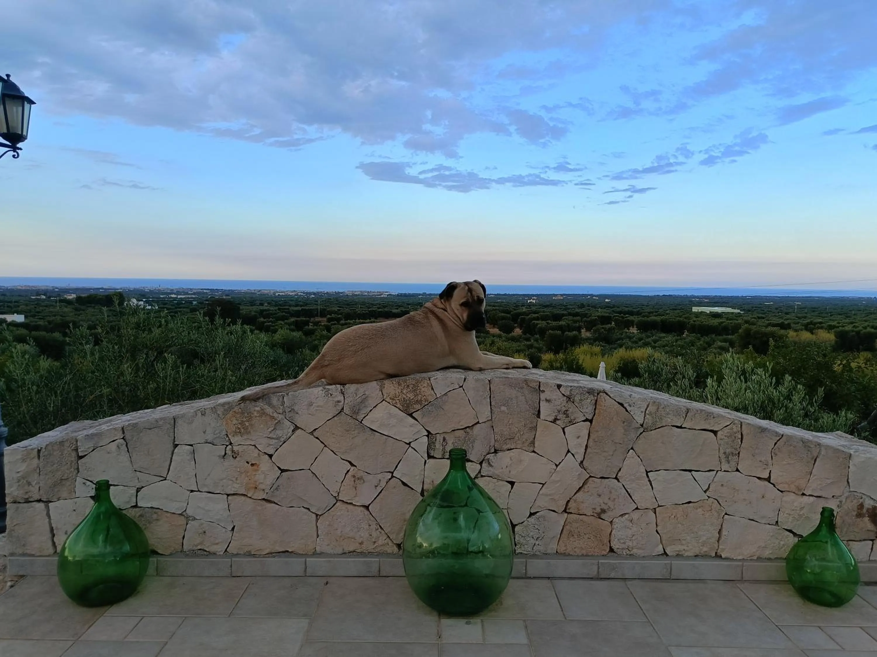 Pets in B&B Antico Carrubo