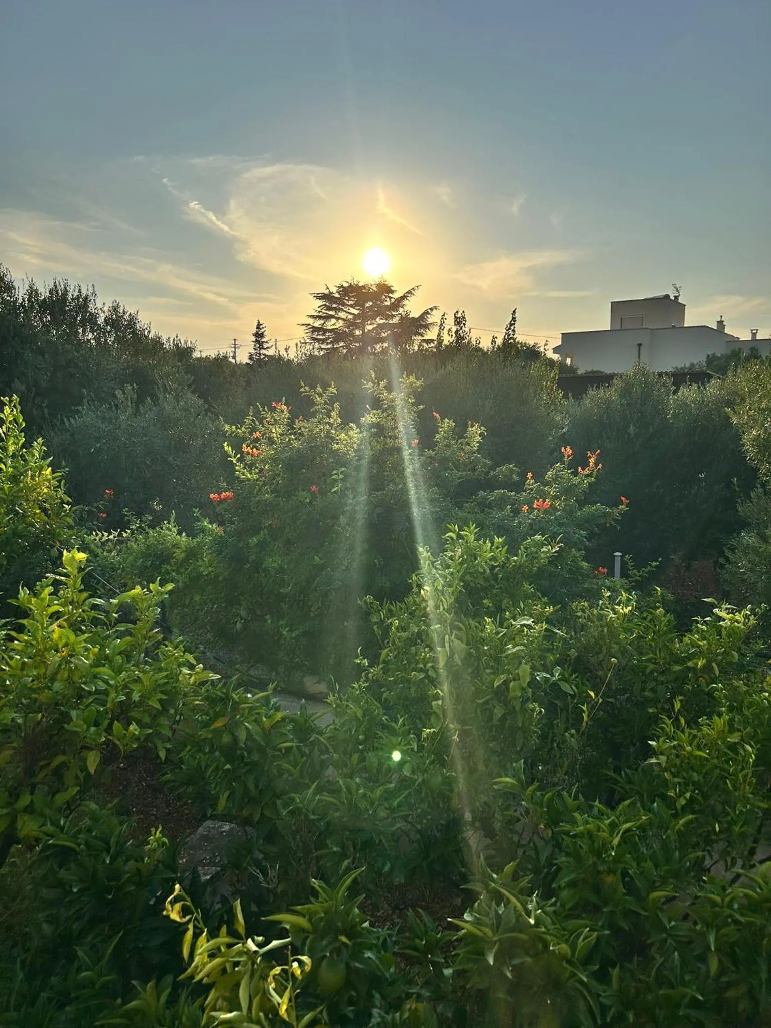 Natural landscape in B&B Antico Carrubo