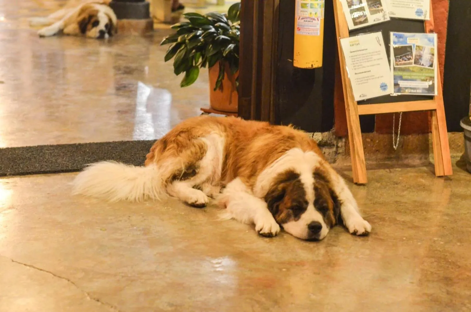 Pets in Coffee Tree Boutique Hostel