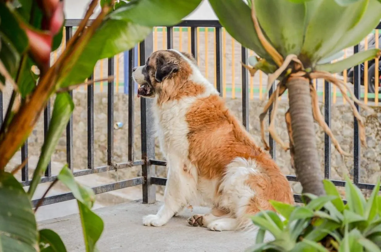Pets in Coffee Tree Boutique Hostel