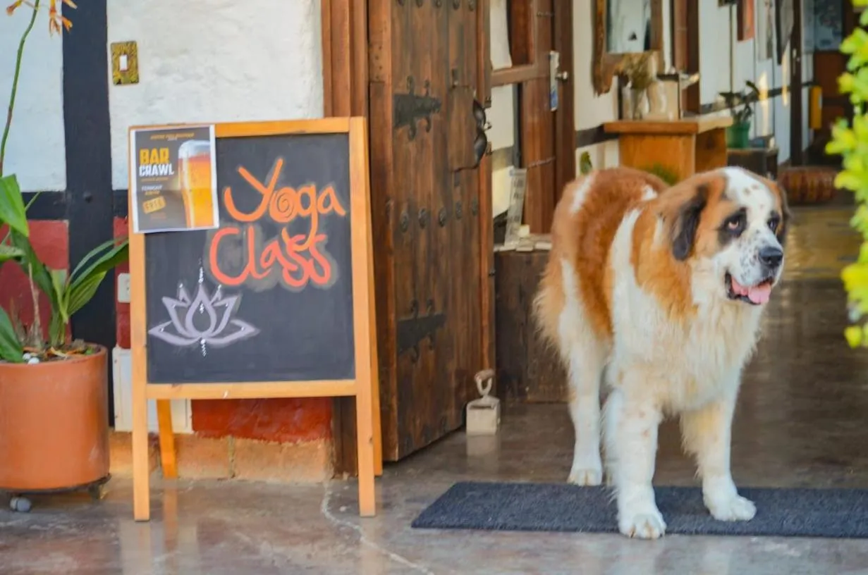 Pets in Coffee Tree Boutique Hostel